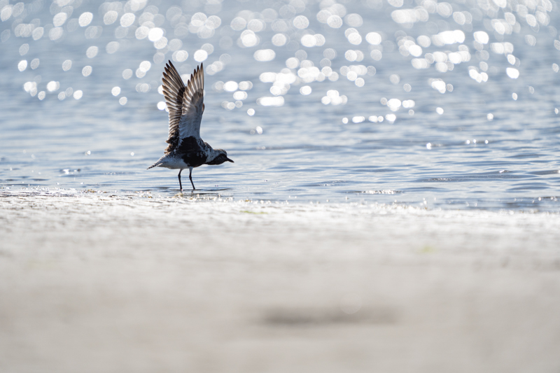 α7 III / FE 200-600mm F5.6-6.3 G OSS / 600mm / マニュアル露出（1/2,500秒・F6.3） / ISO 400