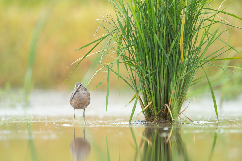 α7 III / FE 600mm F4 GM OSS + 1.4Xテレコンバーター / 840mm / マニュアル露出（1/500秒・F5.6） / ISO 400