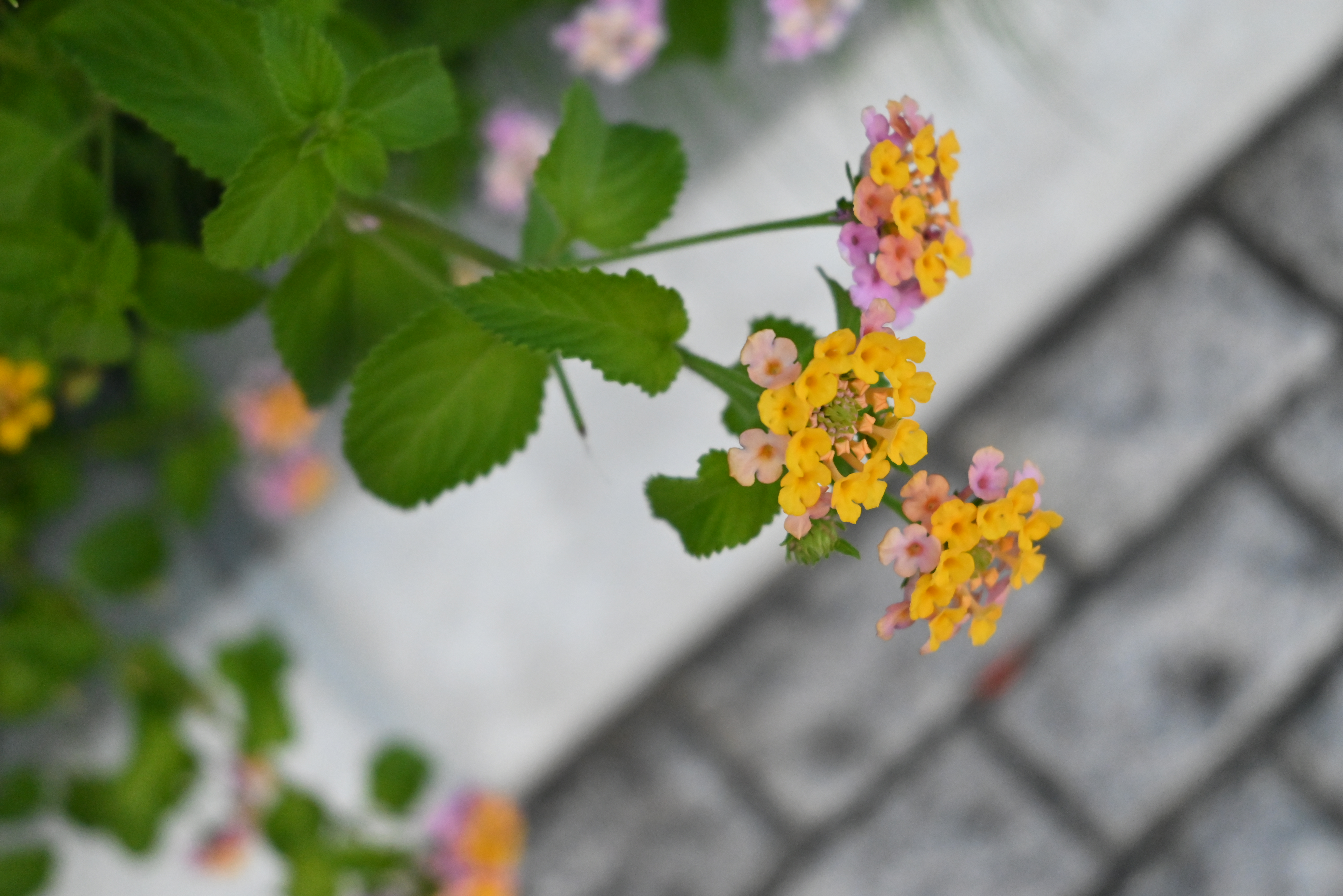 Z 5（NIKKOR Z 24-50mm f/4-6.3［50mm］ / プログラムAE［F6.3・1/1,250秒・+0.3EV］ / ISO 6400）