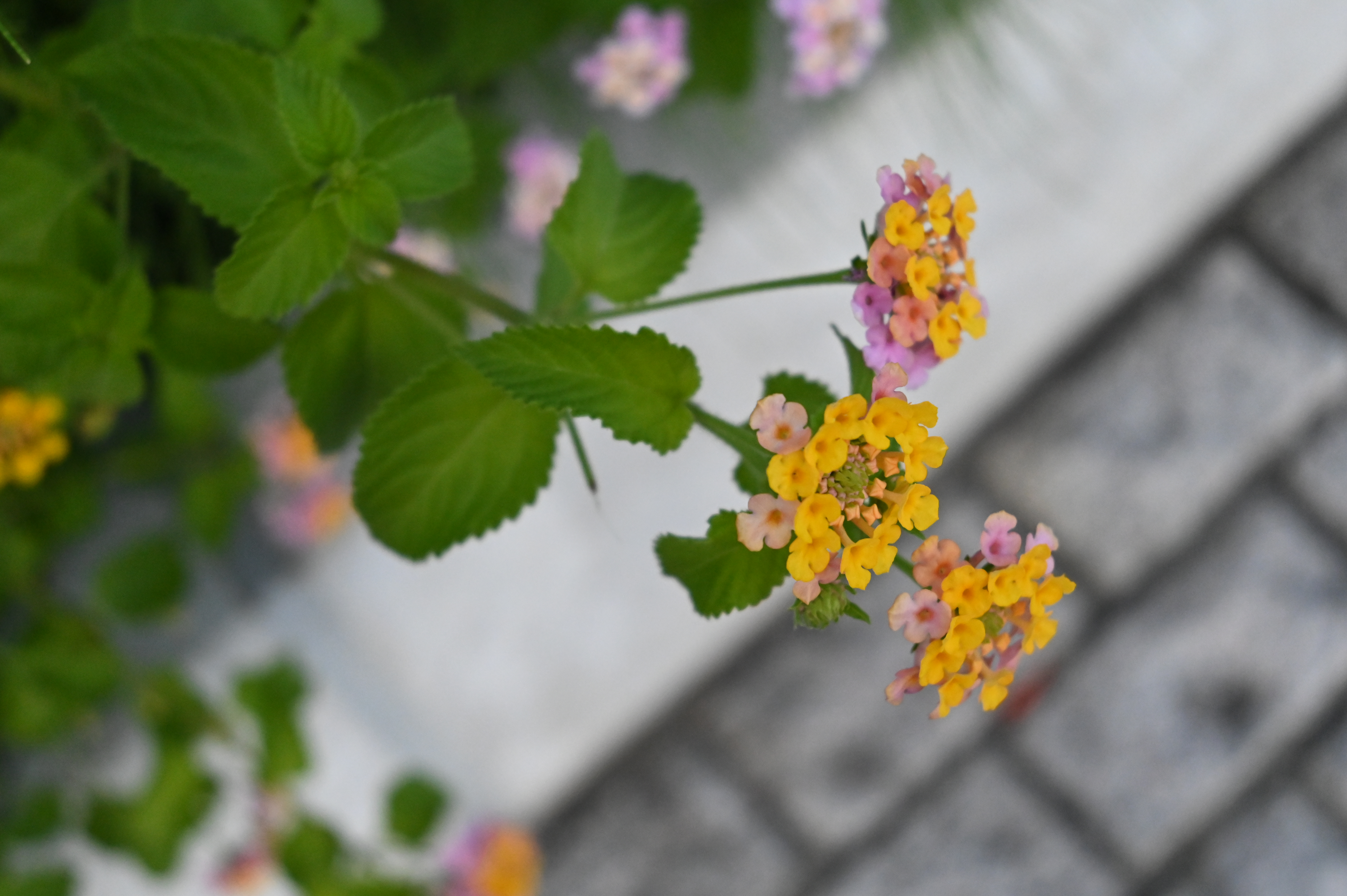 Z 6（NIKKOR Z 24-50mm f/4-6.3［50mm］ / プログラムAE［F6.3・1/1,600秒・±0EV］ / ISO 6400）