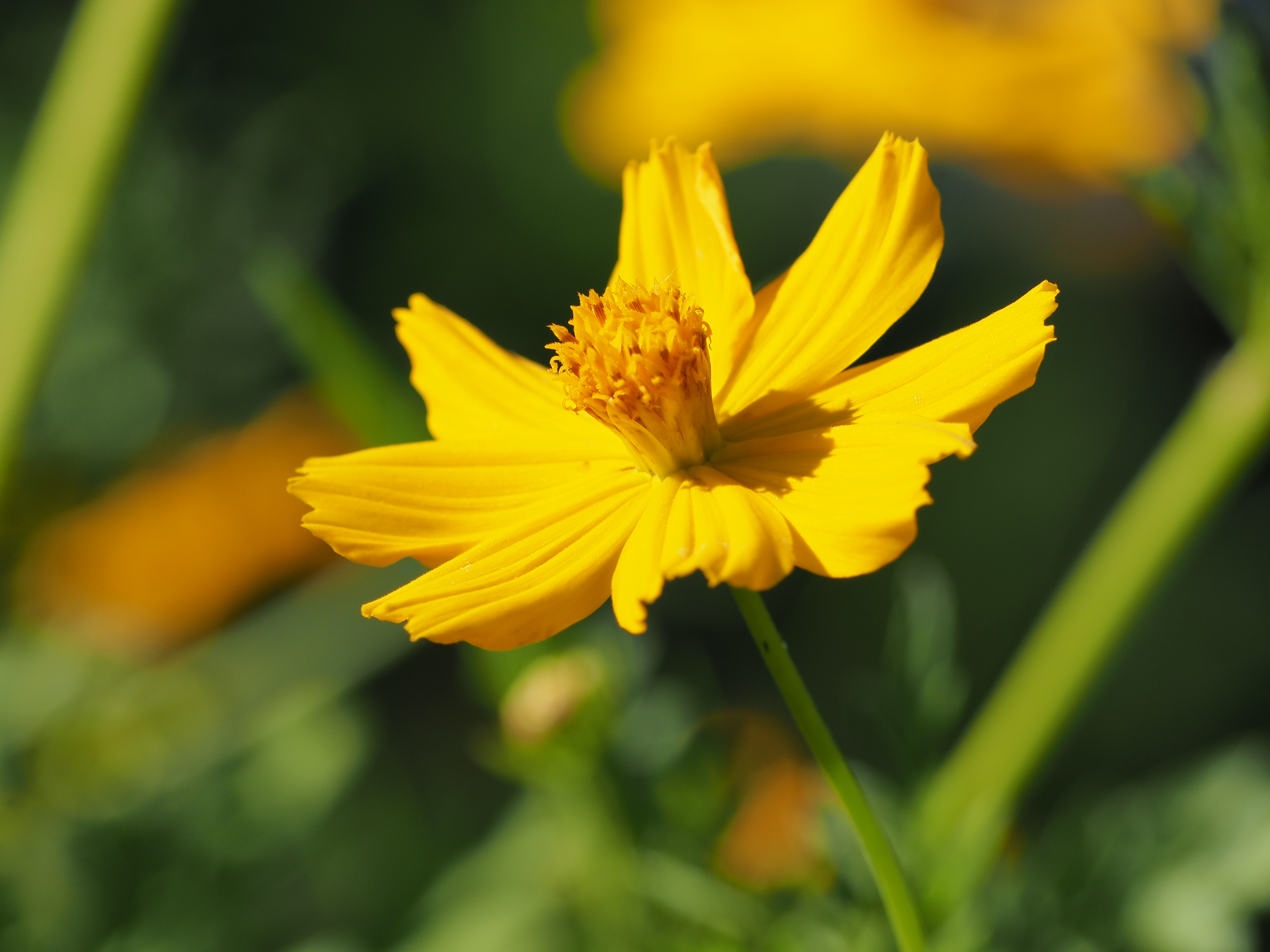 <span class="fnt-85">OM-D E-M1 Mark III / M.ZUIKO DIGITAL ED 100-400mm F5.0-6.3 IS（200mm：400mm相当） / 絞り優先AE（F6.3・1/800秒・-0.3EV） / ISO 200</span>