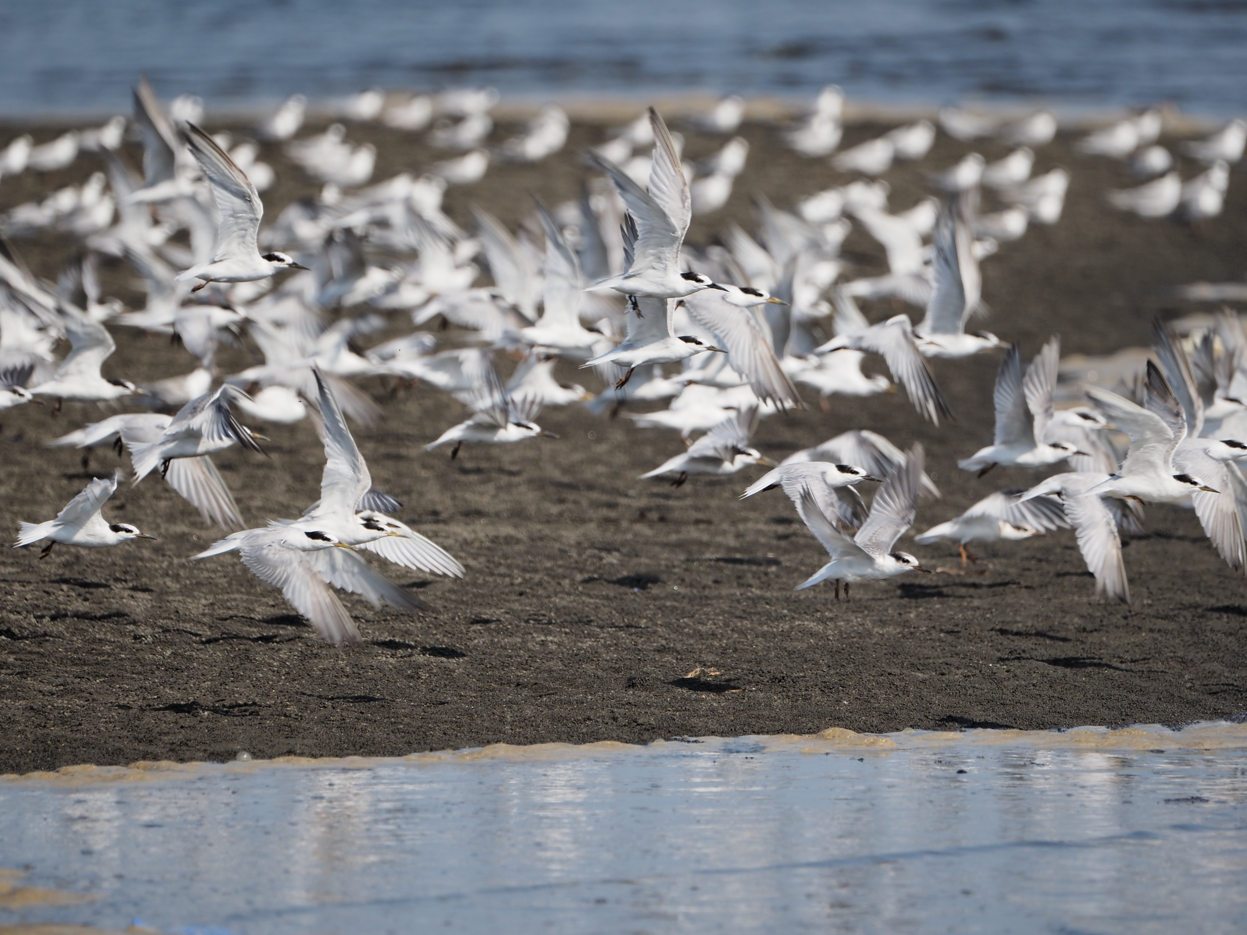 <span class="fnt-85">OM-D E-M1 Mark III / M.ZUIKO DIGITAL ED 100-400mm F5.0-6.3 IS（374mm：748mm相当） / 絞り優先AE（F6.3・1/1,000秒・±0EV） / ISO 200</span>