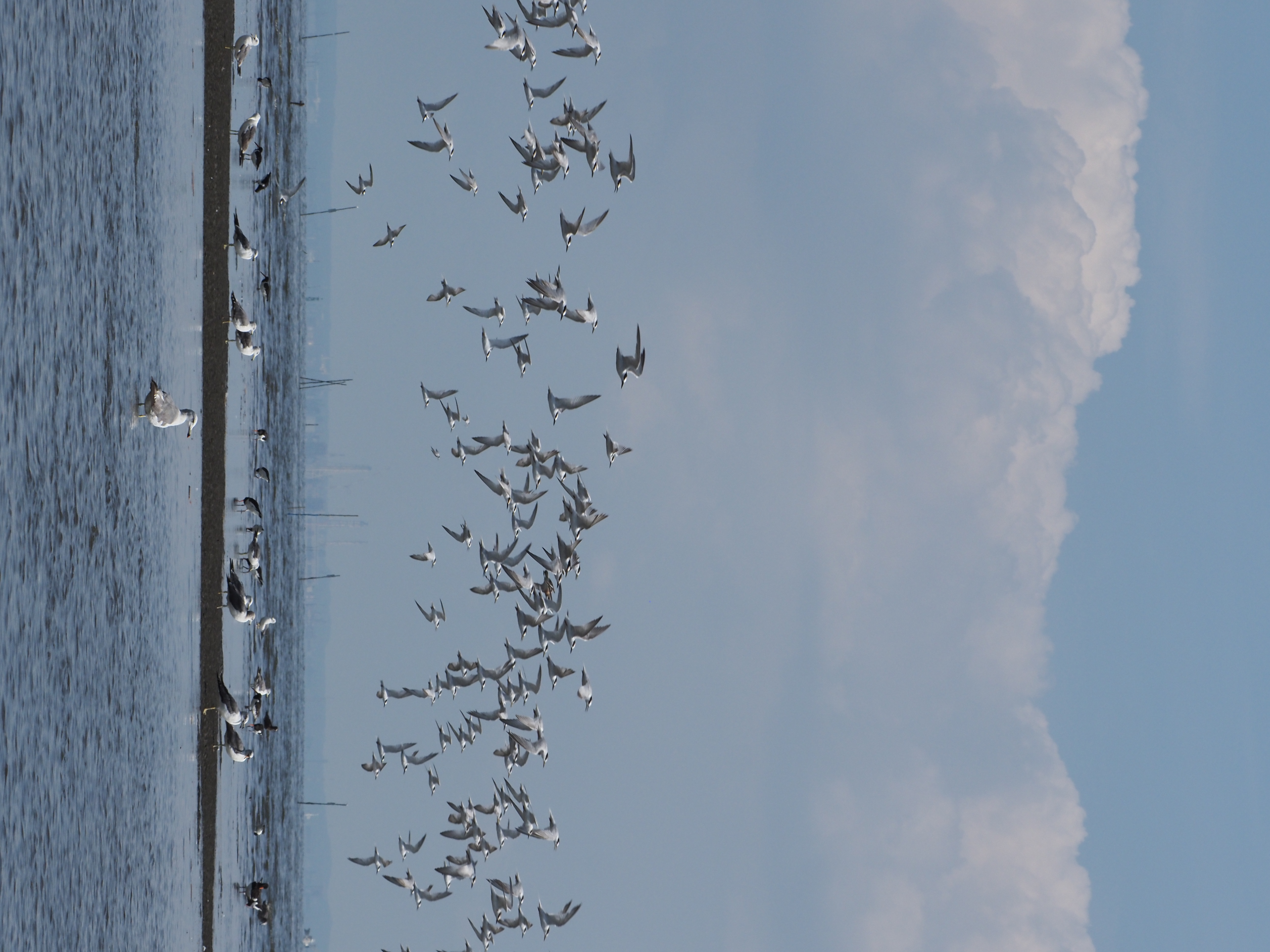 <span class="fnt-85">OM-D E-M1 Mark III / M.ZUIKO DIGITAL ED 100-400mm F5.0-6.3 IS（100mm：200mm相当） / 絞り優先AE（F6.3・1/800秒・-0.3EV） / ISO 400</span>