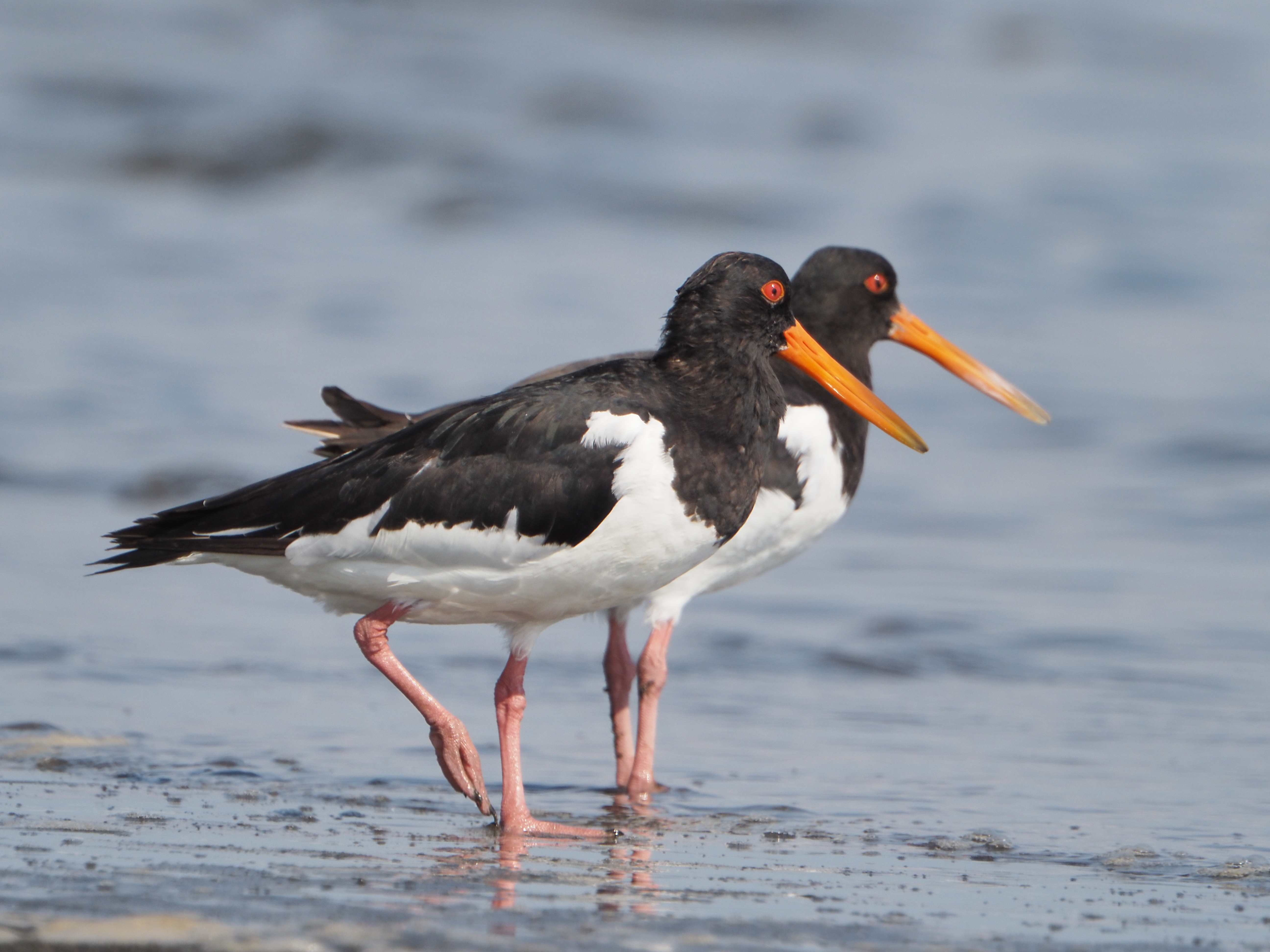 <span class="fnt-85">OM-D E-M1 Mark III / M.ZUIKO DIGITAL ED 100-400mm F5.0-6.3 IS＋MC-20（800mm：1,600mm相当） / 絞り優先AE（F13・1/400秒・-0.3EV） / ISO 400</span>