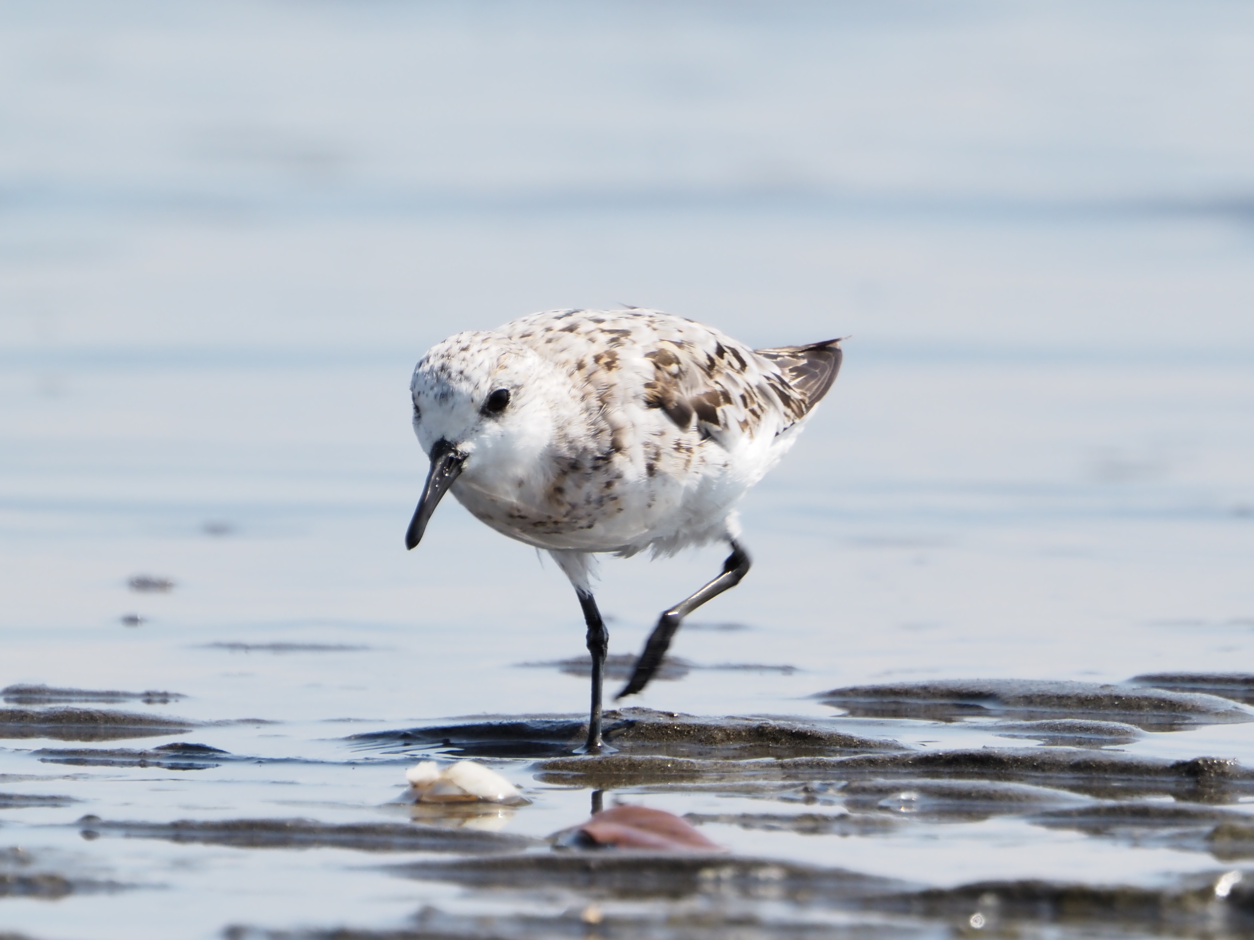 <span class="fnt-85">OM-D E-M1 Mark III / M.ZUIKO DIGITAL ED 100-400mm F5.0-6.3 IS＋MC-20（800mm：1,600mm相当） / 絞り優先AE（F13・1/500秒・+0.7EV） / ISO 800</span>