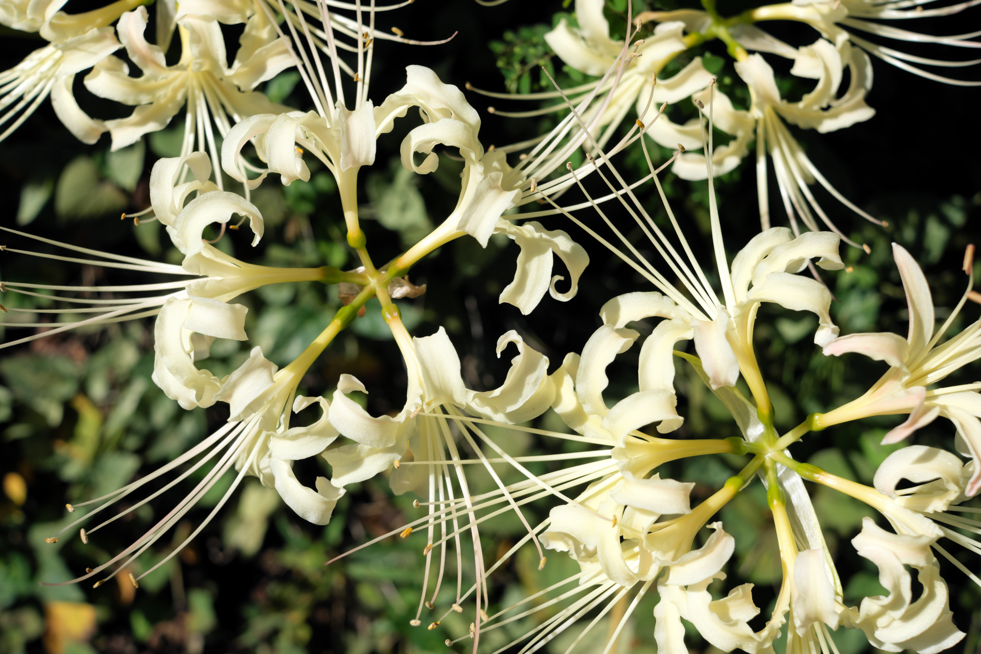 X-Proシリーズはスタイリングも機能も間違いなくM型ライカから影響を受けていると思うけど、気軽にマクロ撮影が出来てしまうことが当初はとても新鮮に感じた。フィルムシミュレーションはPROVIA/スタンダード。<br>X-Pro2　XF27mmF2.8（F5・1/2,000秒）ISO 200