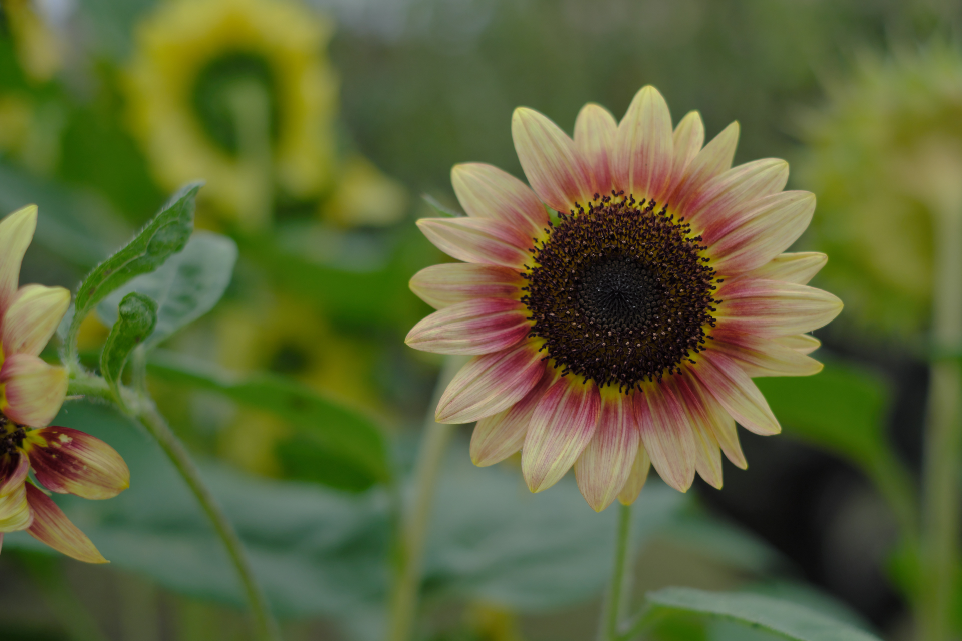 曇天でもなかなか良い感じの色再現になりますね。フィルムシミュレーションをVelvia/ビビッドで撮ってみたけど、コントラストが低めの条件なのでマッチングも良い感じでした。<br>X-Pro2　XF35mmF1.4 R（F2・1/3,800秒）ISO 200