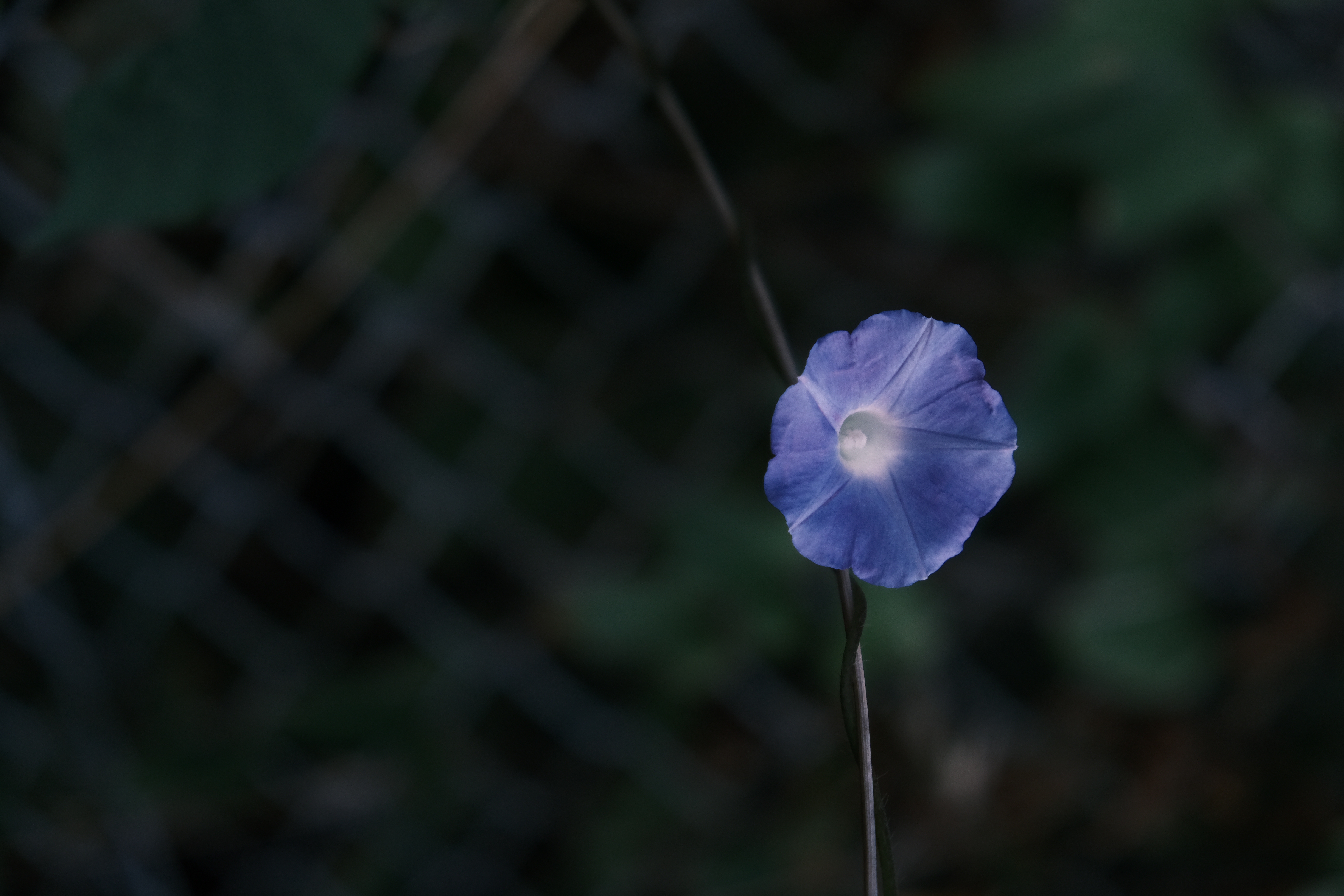 <span class="fnt-85">X-S10 / XF18-55mmF2.8-4 R LM OIS（55mm） / プログラムAE（F4・1/80秒・-1.7EV） / ISO 1000</span>