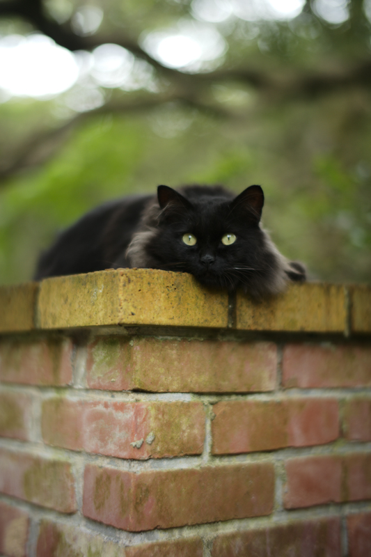 ライカM10 / TTArtisan 50mm f/0.95 ASPH / マニュアル露出（1/100秒・F0.95） / ISO 400