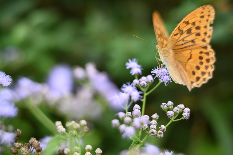Nikon Z 5 / TTArtisan 50mm f/0.95 ASPH / 絞り優先AE（1/400秒・F2.8・±0.3EV） / ISO 500 / マクロヘリコイドアダプターを使用