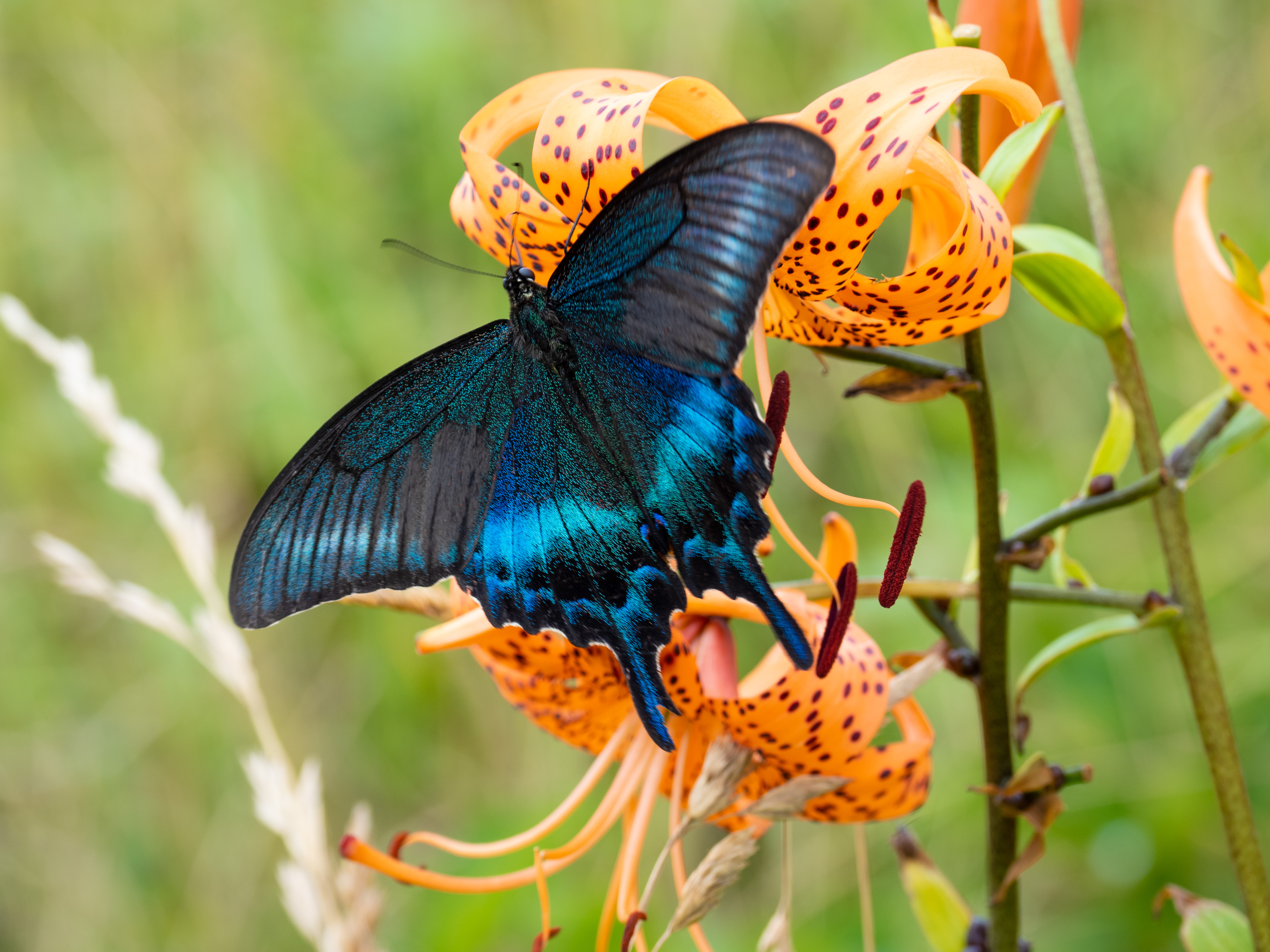 E-M5 Mark III　M.ZUIKO DIGITAL ED 12-100mm F4.0 IS PRO　ISO 200（F5.6・1/60）絞り優先AE　+0.3EV　WBオート