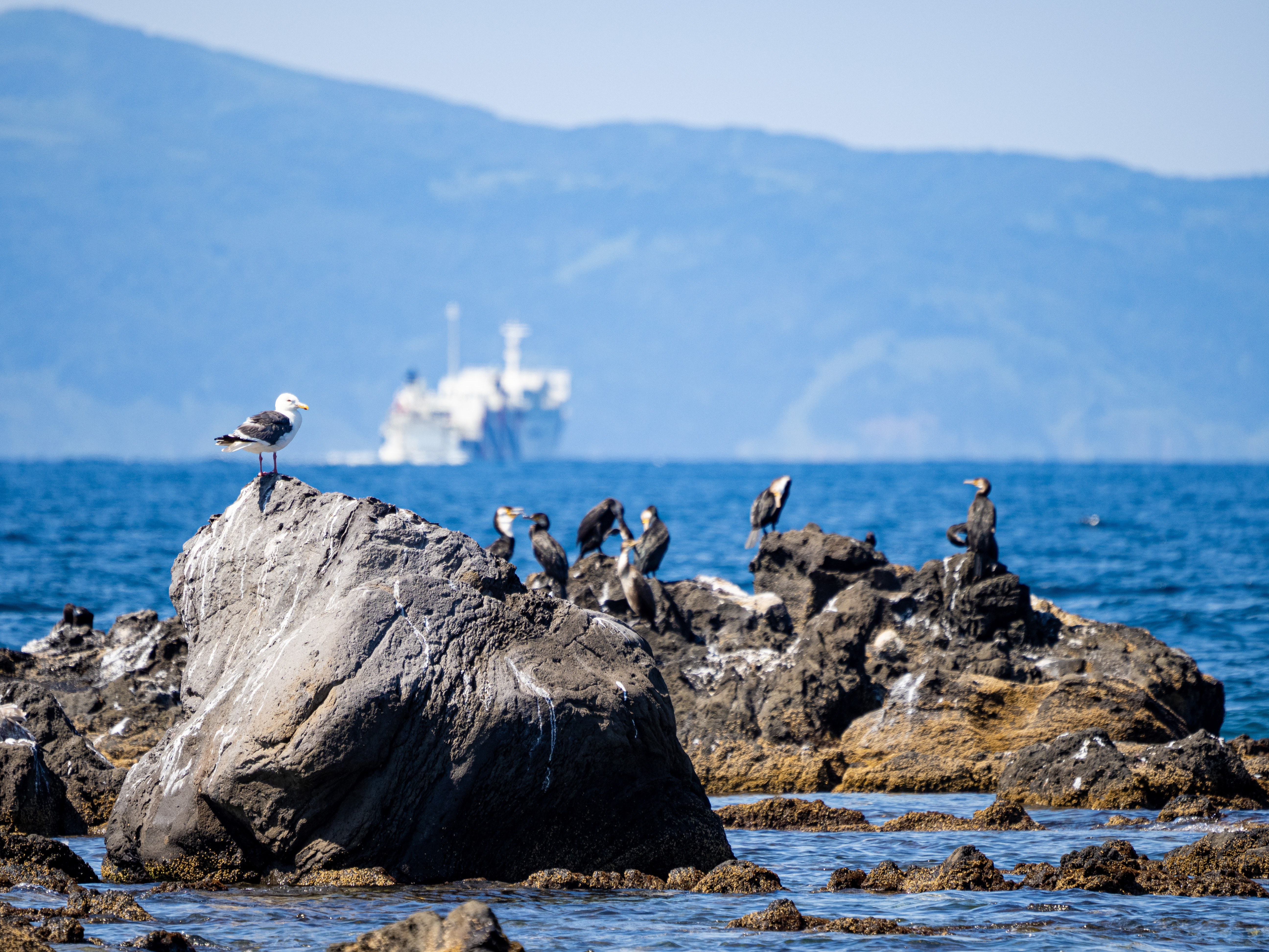 E-M1X　M.ZUIKO DIGITAL ED 100-400mm F5.0-6.3 IS　ISO 200（F6.3・1/500）絞り優先AE　+0.3EV　WBオート