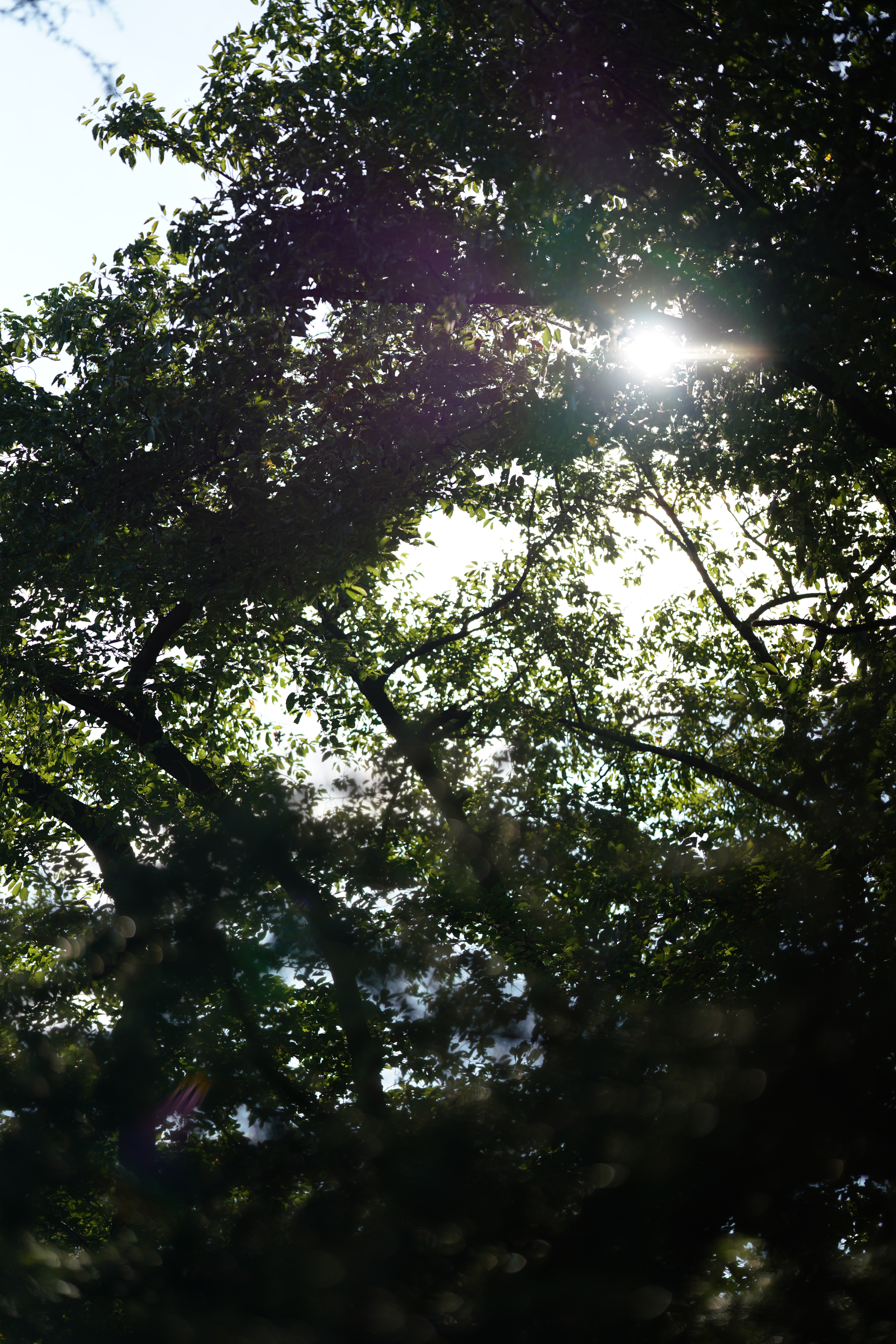 F1.4<br><span class="fnt-85">1/4,000秒・±0EV・ISO 100</span>