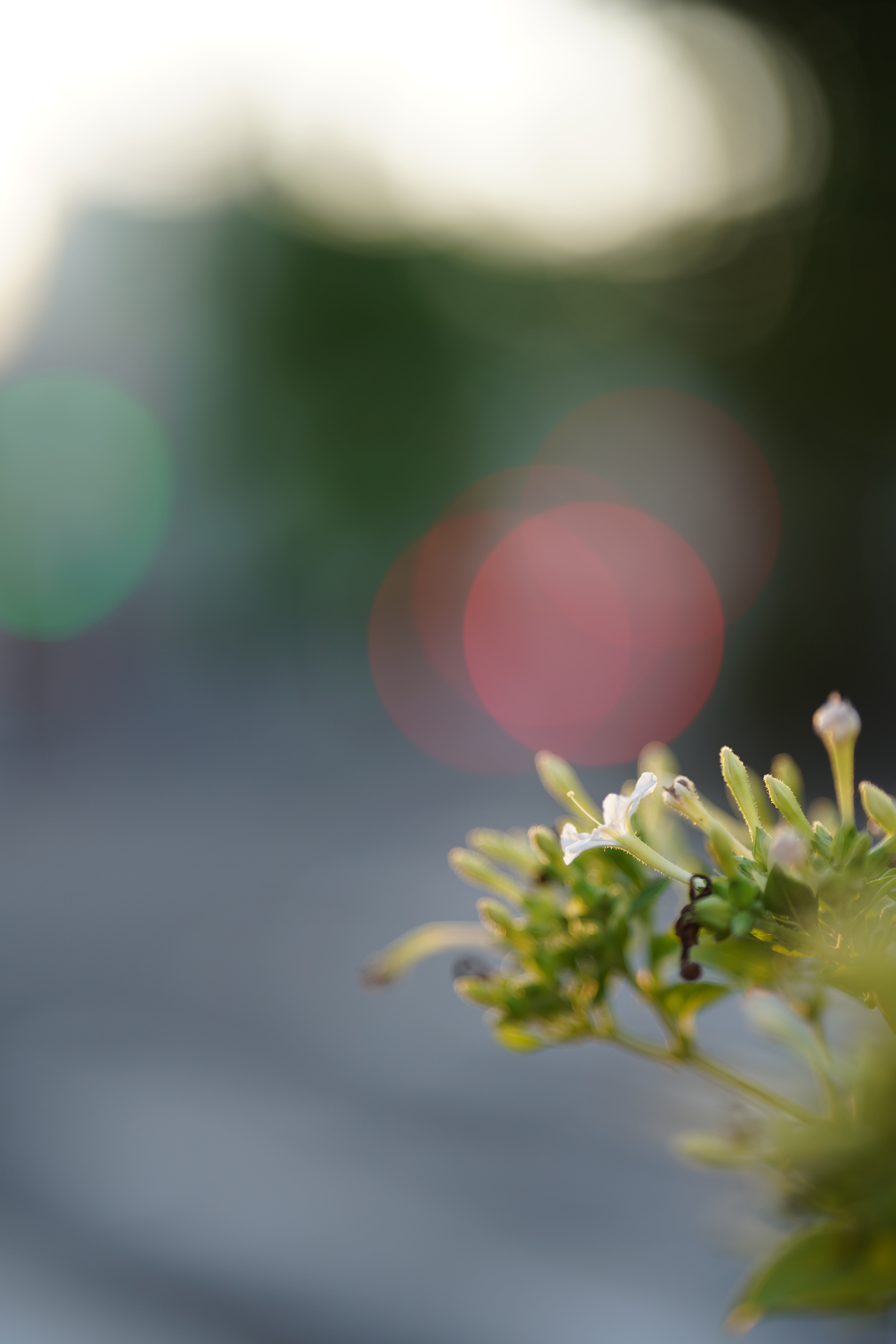 <span class="fnt-85">SONY α7R III / SIGMA 85mm F1.4 DG DN｜Art / 絞り優先AE（F1.4・1/400秒・±0EV） / ISO 100</span>