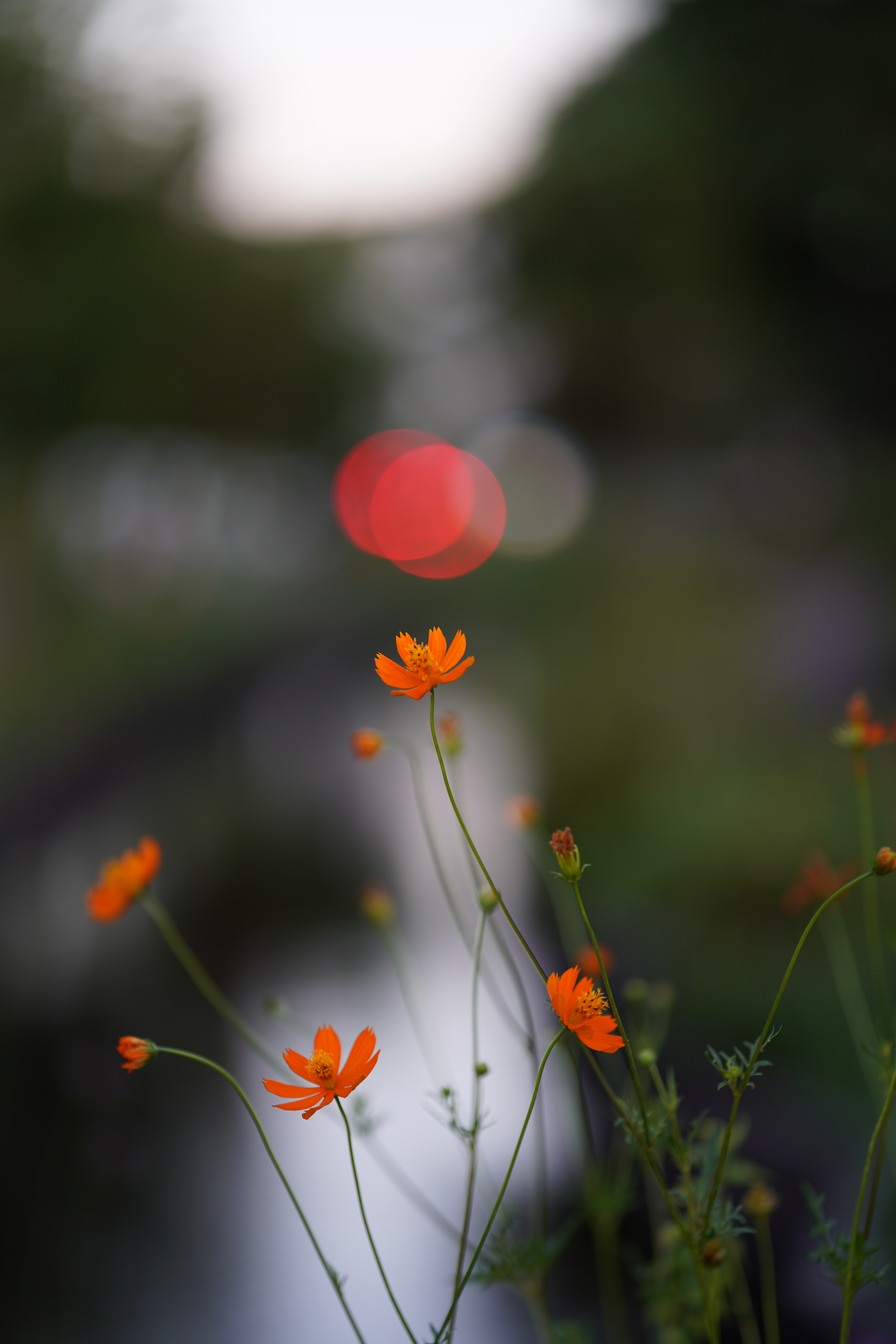 <span class="fnt-85">SONY α7R III / SIGMA 85mm F1.4 DG DN｜Art / 絞り優先AE（F1.4・1/125秒・-0.7EV） / ISO 100</span>