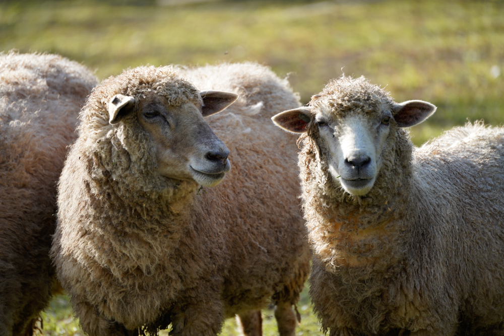 α7R IV / 70-300mm F/4.5-6.3 Di III RXD / 300mm / 絞り優先AE（1/320秒・F6.3・±0.0EV） / ISO 200