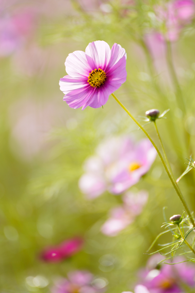 α7R IV / 70-300mm F/4.5-6.3 Di III RXD / 300mm / 絞り優先AE（1/320秒・F6.3・+1.3EV） / ISO 250