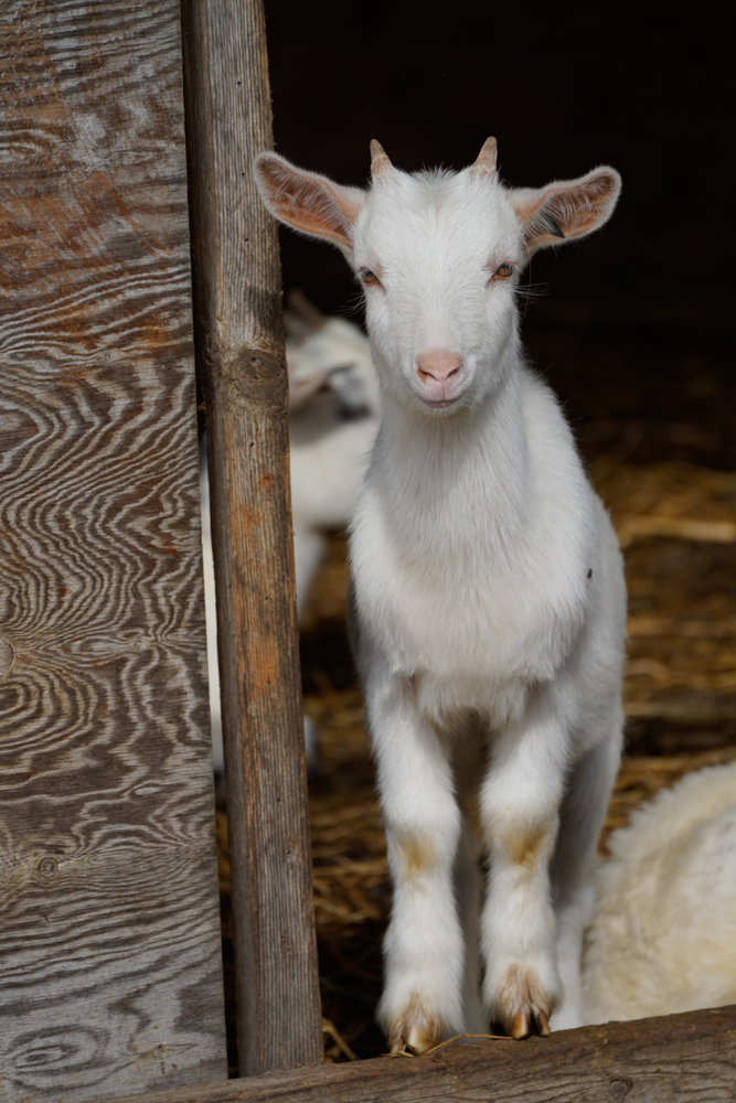 α7R IV / 70-300mm F/4.5-6.3 Di III RXD / 300mm / 絞り優先AE（1/1,000秒・F6.3・-0.3EV） / ISO 200