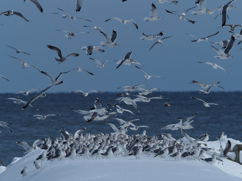 冬の港はカモメ類がにぎやか。隅々まで解像度が高く、クリアに描写する本レンズは、冬の澄んだ空気と相性が良い。防塵・防滴、耐低温設計で厳しい寒さや雪も怖くない。<br><span class="fnt-85">OM-D E-M1 Mark II / M.ZUIKO DIGITAL ED 300mm F4.0 IS PRO + Teleconverter MC-14 / 420mm（840mm相当） / 絞り優先AE（F8、1/1,250秒、-1.3EV） / ISO 250 / WB:晴天</span>