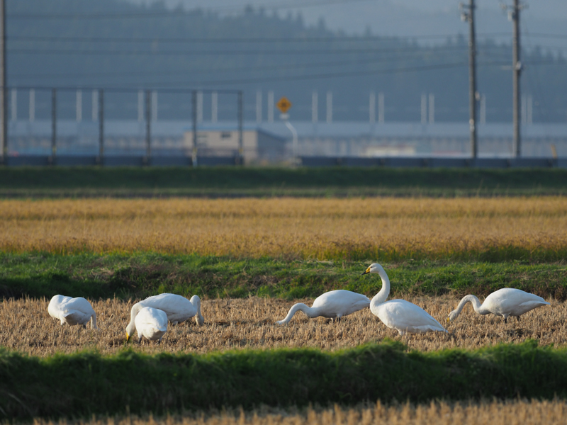 秋が深まると、人の暮らしのそばにもコハクチョウを見かけるようになる。背景は北海道新幹線。白い被写体のエッジ部分にもにじみは見られず高画質だ。<br><span class="fnt-85">OM-D E-M1 Mark II/ M.ZUIKO DIGITAL ED 300mmF4.0 IS PRO /300mm（600mm相当） / 絞り優先AE（F4、1/2,000秒、-0.3EV） / ISO 400 / WB:晴天</span>
