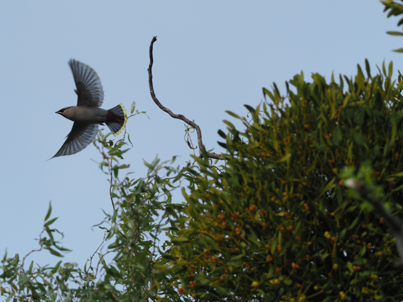 ヤドリギに群れるキレンジャク。手ぶれ補正性能を頼りにして飛び立つ瞬間まで待って撮影した。テレコンバーター使用でもシャープさに変化はない。<br><span class="fnt-85">OM-D E-M1 Mark II/M.ZUIKO DIGITAL ED 300mm F4.0 IS PRO + Teleconverter MC-14 / 420mm（840mm相当） / 絞り優先AE（F5.6、1/1,600秒、 -0.3EV） / ISO 400 / WB:晴天</span>