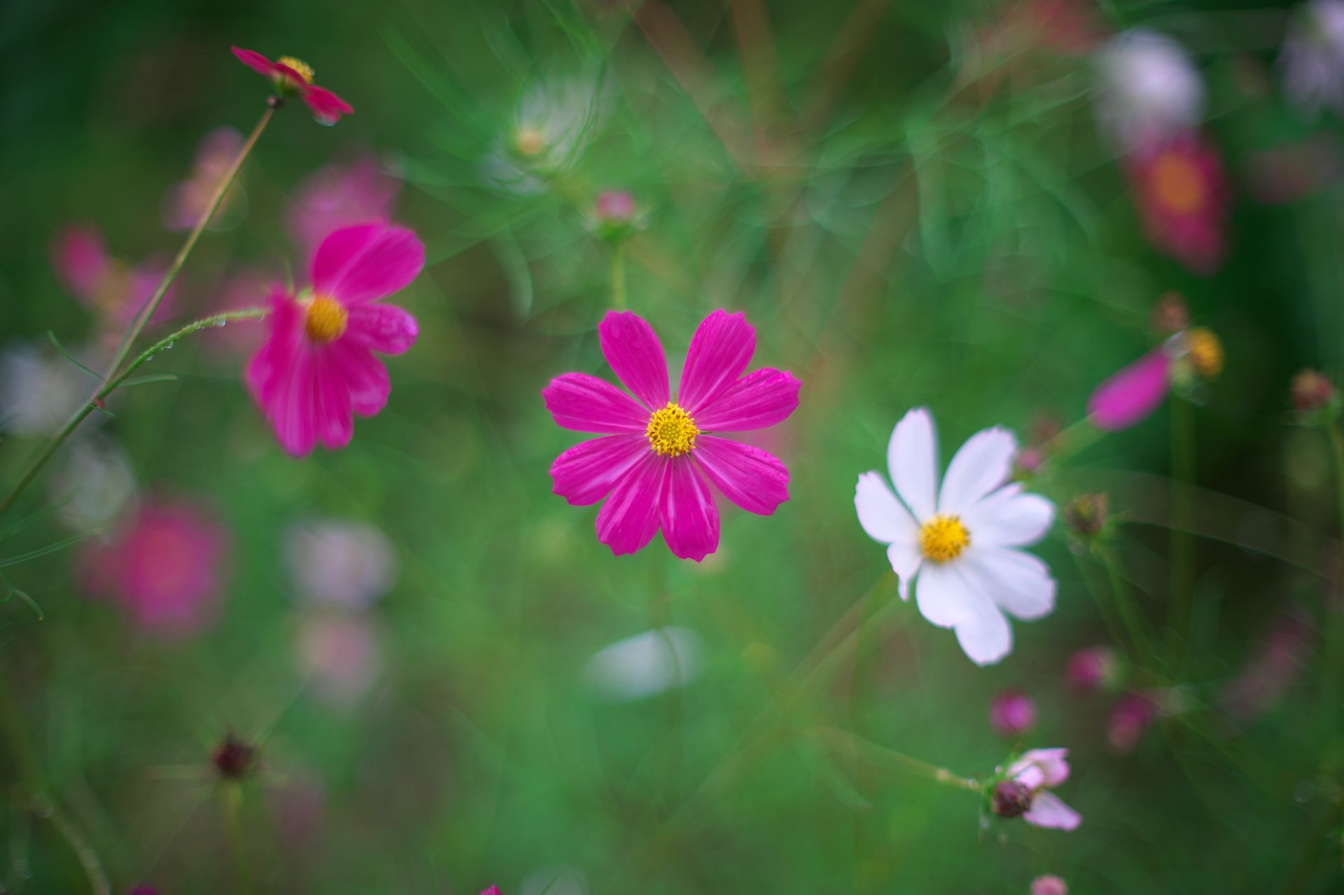 以前Ai Noct Nikkor 58mm F1.2を所有していたけど、その効力がよく分からず手放したわけ。でも寂しくなり本レンズで撮影した写真を見直したら、個性的で良かったわけです。で、別に非球面じゃなくてもいいじゃんと。開放では作例のようにまとわりつくようなフレアとグザグザの二線ボケ（笑）が楽しめます。この個体はモノコート。<br>Df　Nikkor Auto 55mm F1.2（F1.2・1/1,250秒）ISO 100