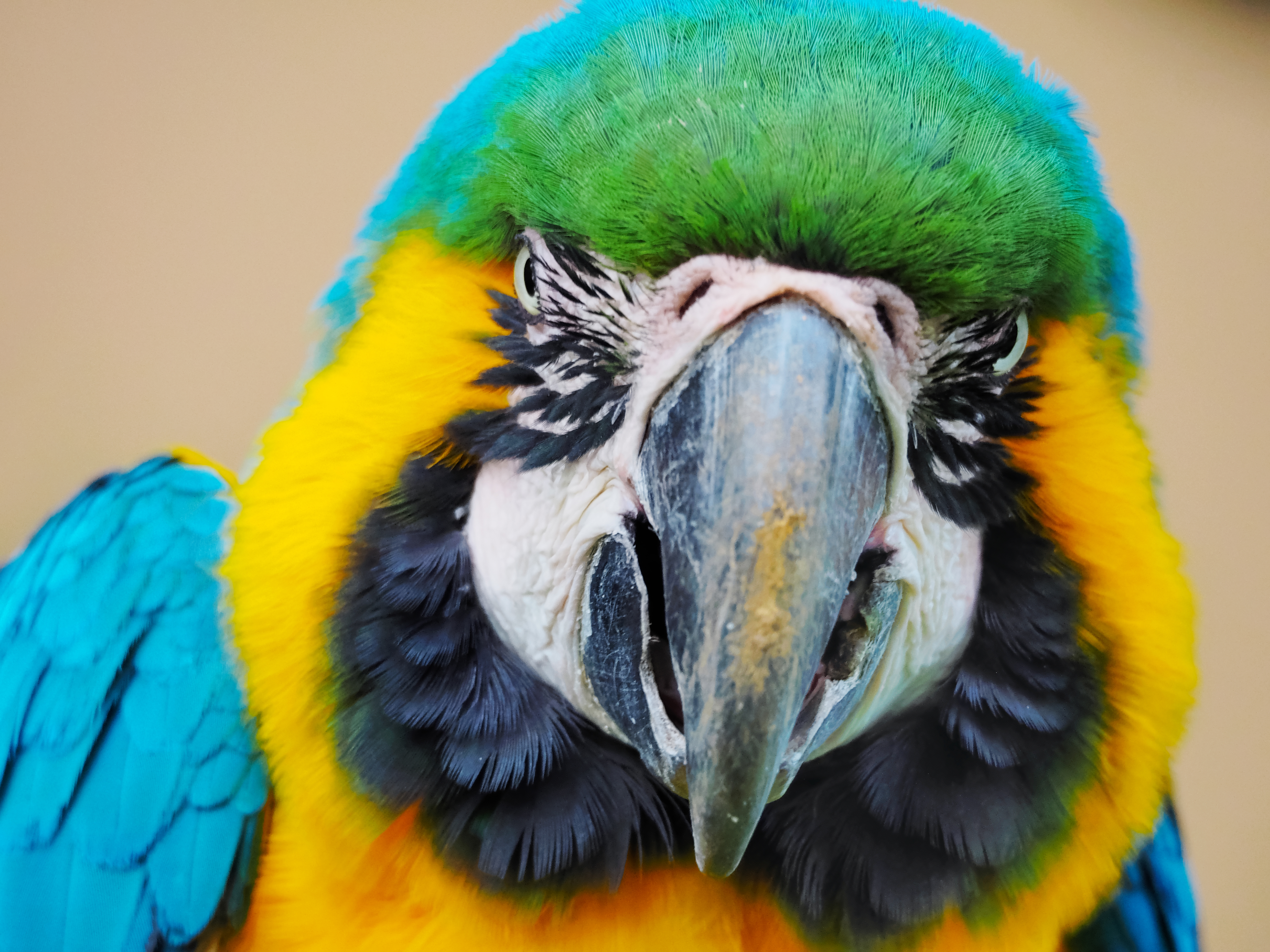 階調のつぶれを意識しつつ、露出や色を追い込んで撮影しておけば、JP10でさらなるクオリティアップが図れる。作例は透明感が増し、一皮むけた印象。飽和しやすい色が多い被写体だが、繊細な羽毛の階調も色に紛れず描写されている。