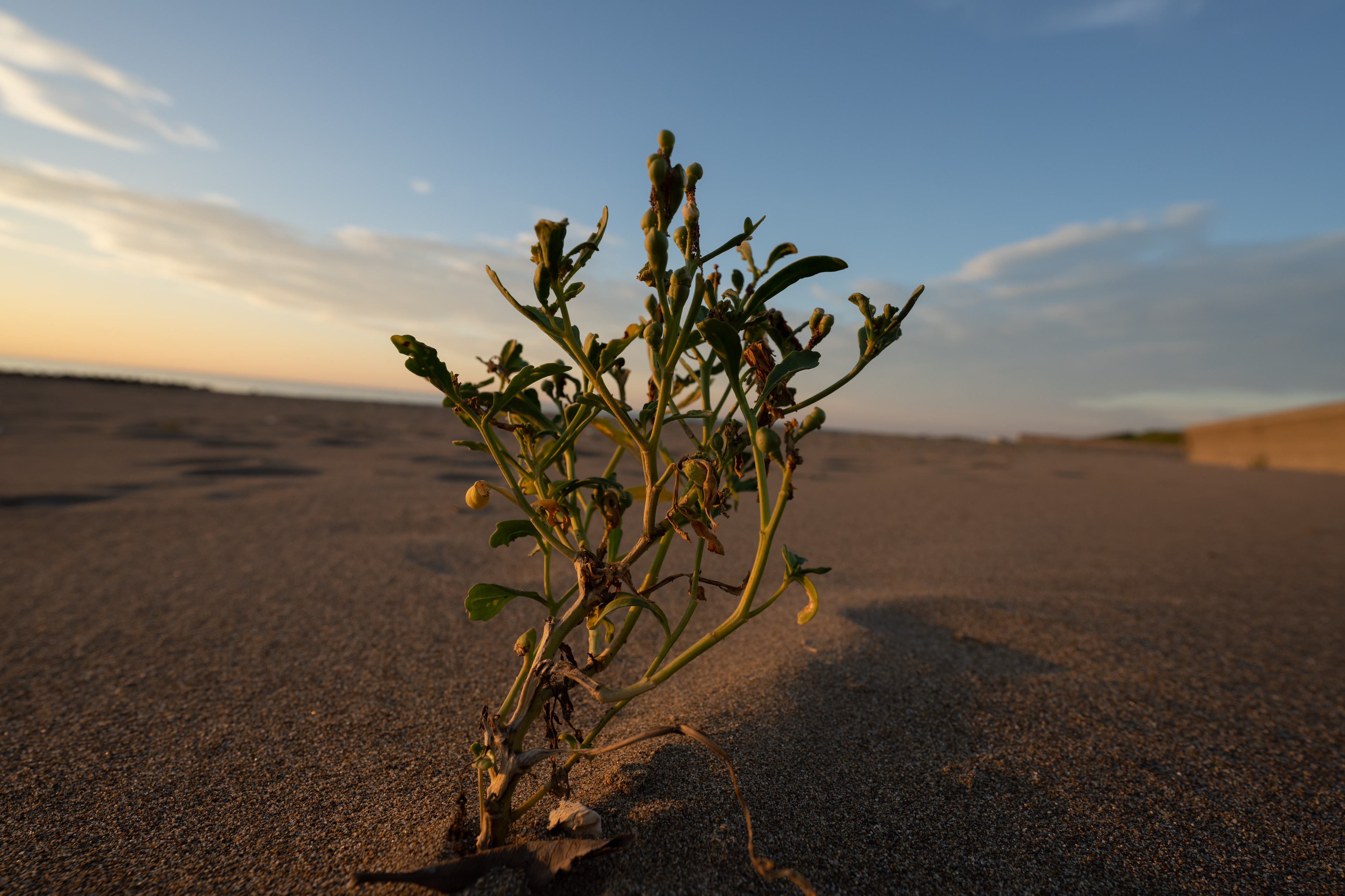 <span class="fnt-85">SONY α7R IV / FE 12-24mm F2.8 GM / 18mm / 絞り優先AE（F5.6、1/125秒、-0.3EV） / ISO 100 / WB：AUTO</span>