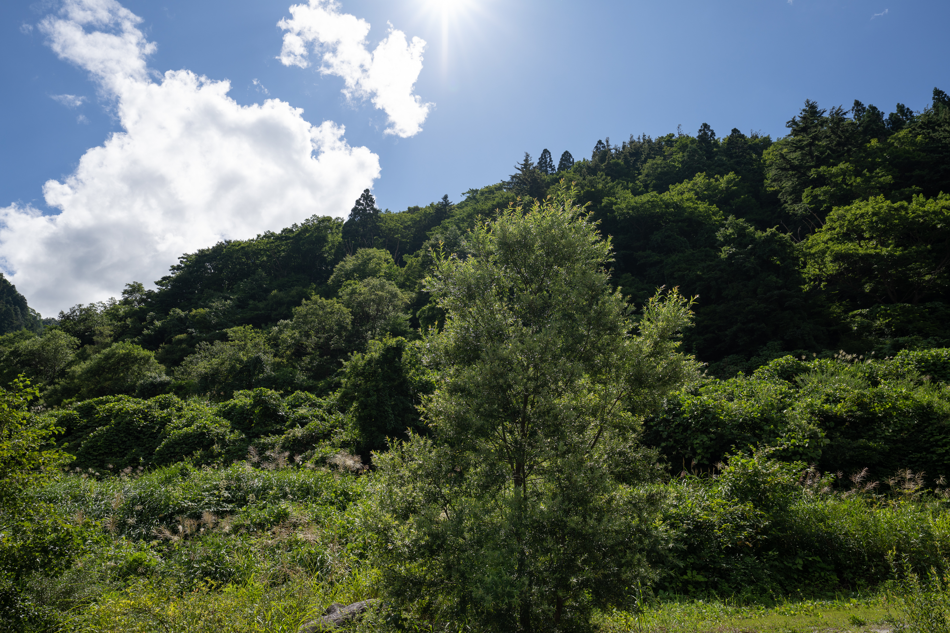 <span class="fnt-85">SONY α7R IV / FE 12-24mm F2.8 GM / 24mm / 絞り優先AE（F5.6、１/800秒、-1.0EV） / ISO 100 / WB：AUTO</span>