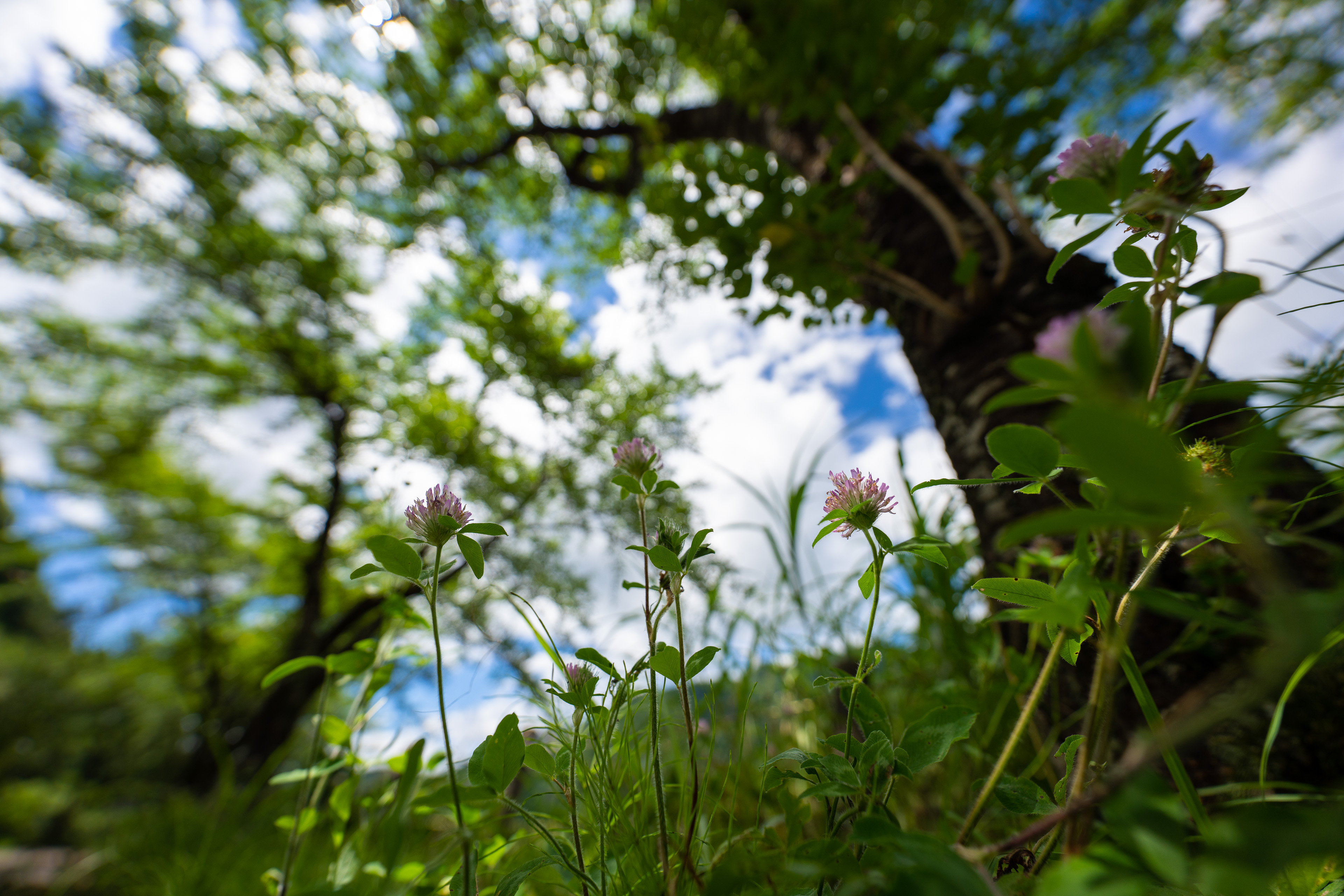 <span class="fnt-85">SONY α7R IV / FE 12-24mm F2.8 GM / 12mm / 絞り優先AE（F2.8、１/2,000秒） / ISO 100 / WB：AUTO</span>