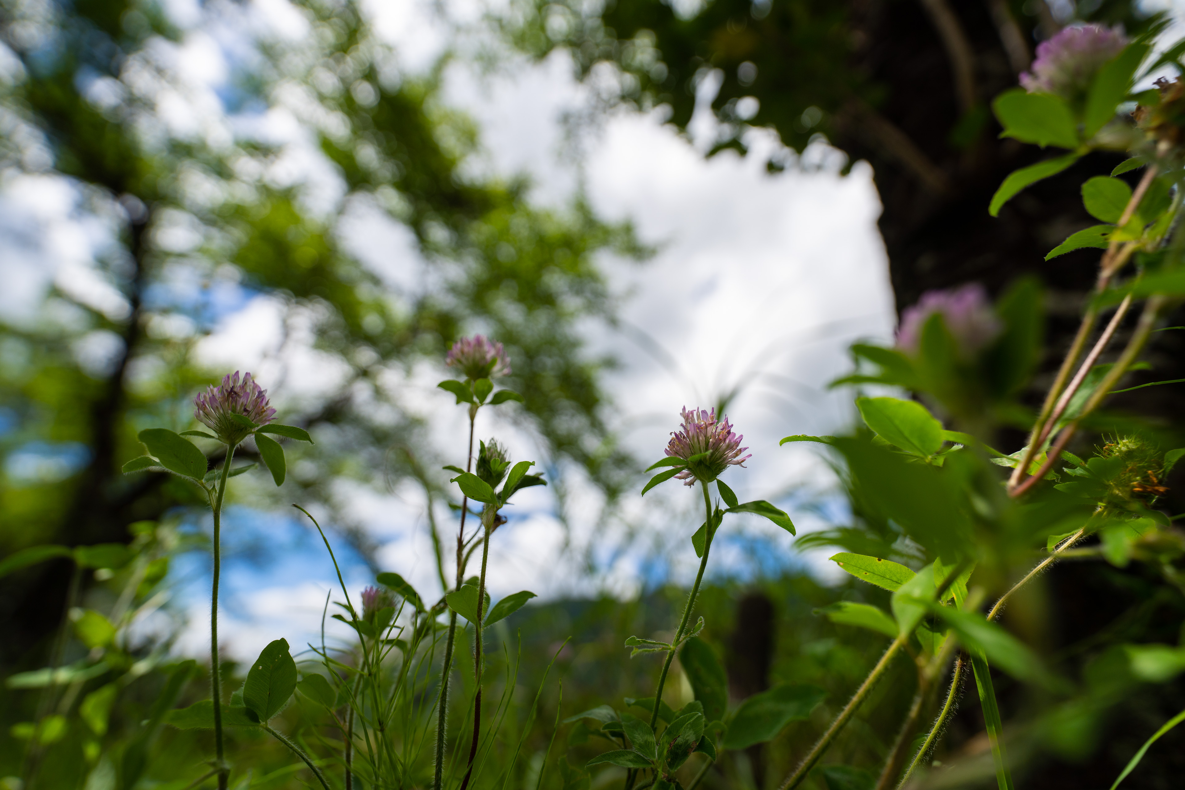 <span class="fnt-85">SONY α7R IV / FE 12-24mm F2.8 GM / 18mm / 絞り優先AE（F2.8、１/2,500秒） / ISO 100 / WB：AUTO</span>