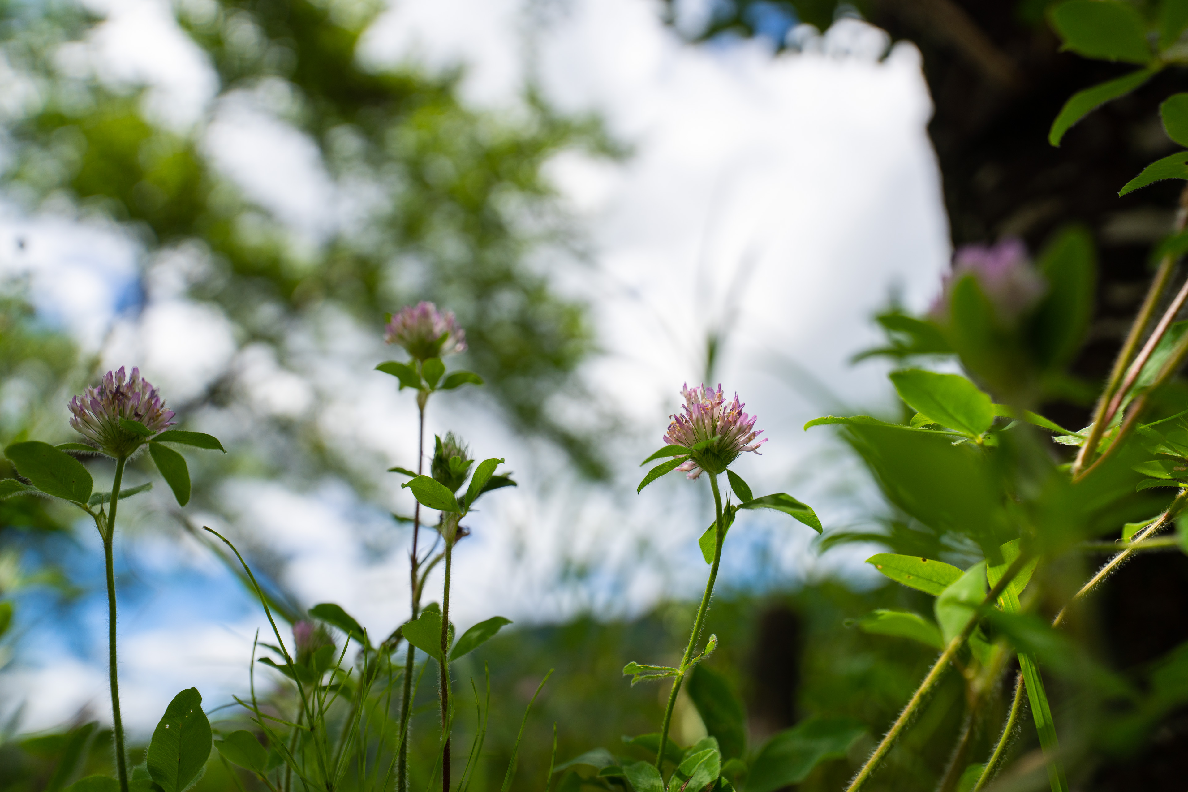 <span class="fnt-85">SONY α7R IV / FE 12-24mm F2.8 GM / 24mm / 絞り優先AE（F2.8、1/2,500秒・±0EV） / ISO 100 / WB：AUTO</span>
