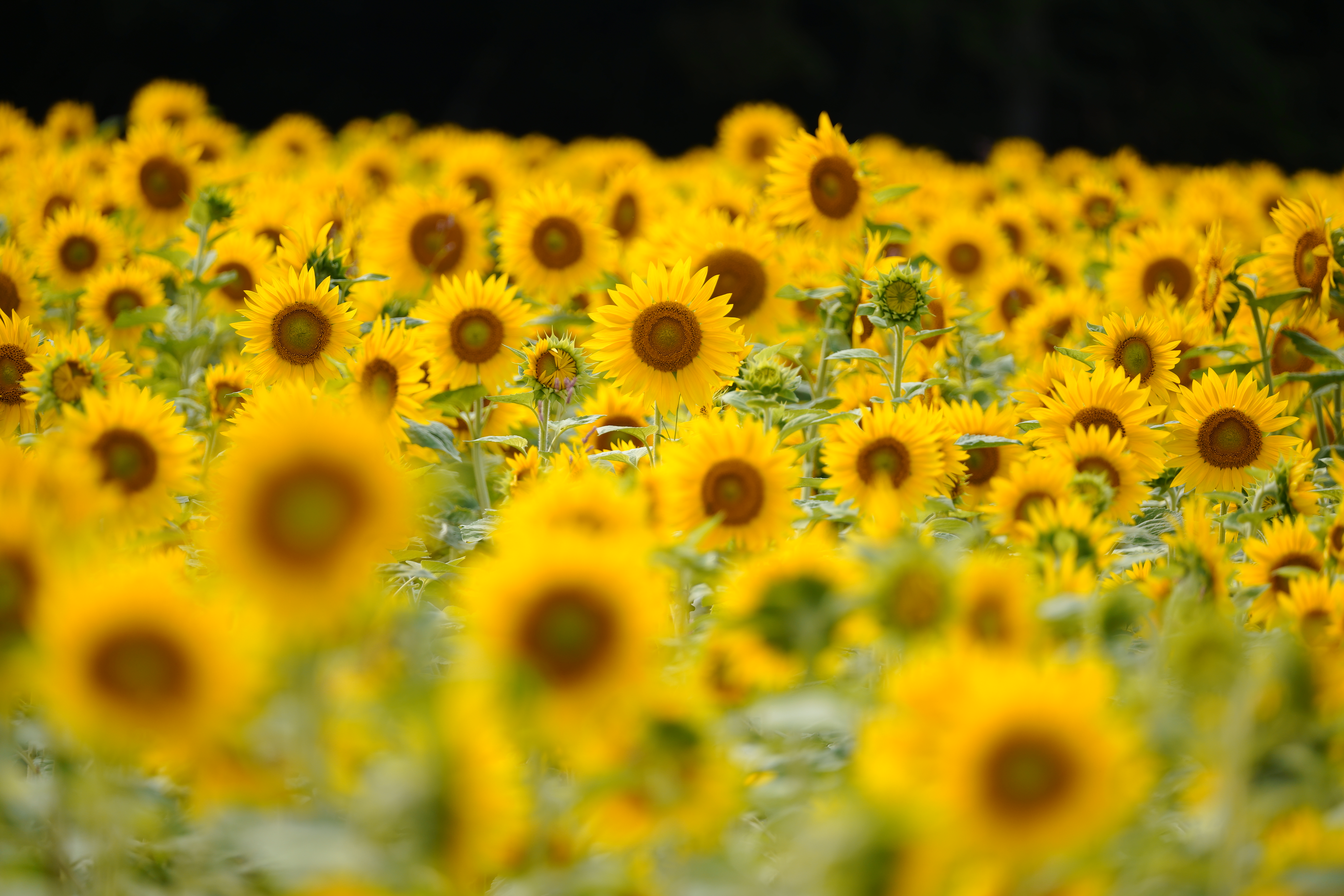 SIGMA fp / SIGMA 100-400mm F5-6.3 DG DN OS｜Contemporary（400mm） / 絞り優先AE（F6.3・1/250秒・+0.3EV） ISO 200