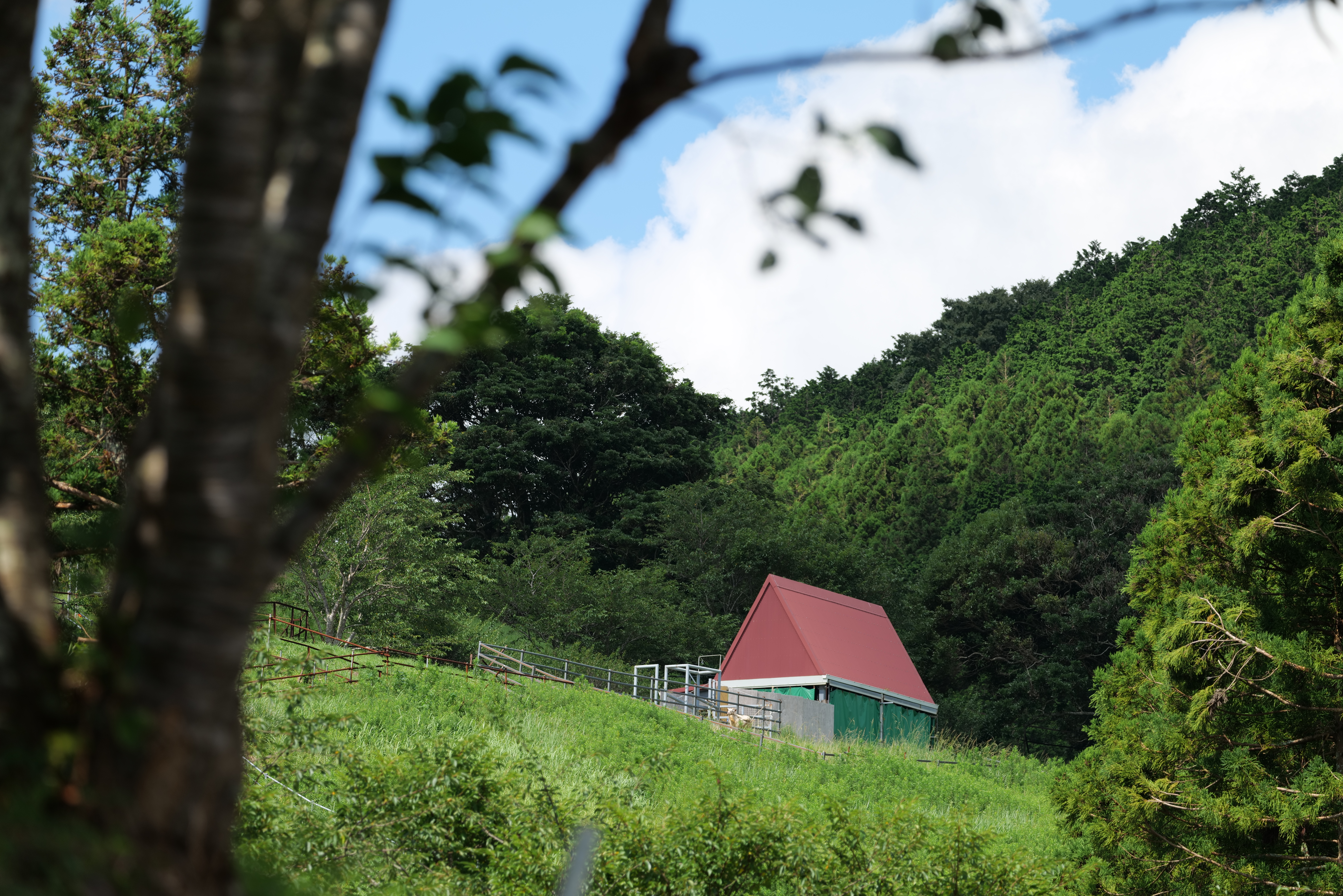 Panasonic LUMIX S1R / SIGMA 100-400mm F5-6.3 DG DN OS｜Contemporary（241mm） / 絞り優先AE（F7.1・1/160秒・±0EV） ISO 100