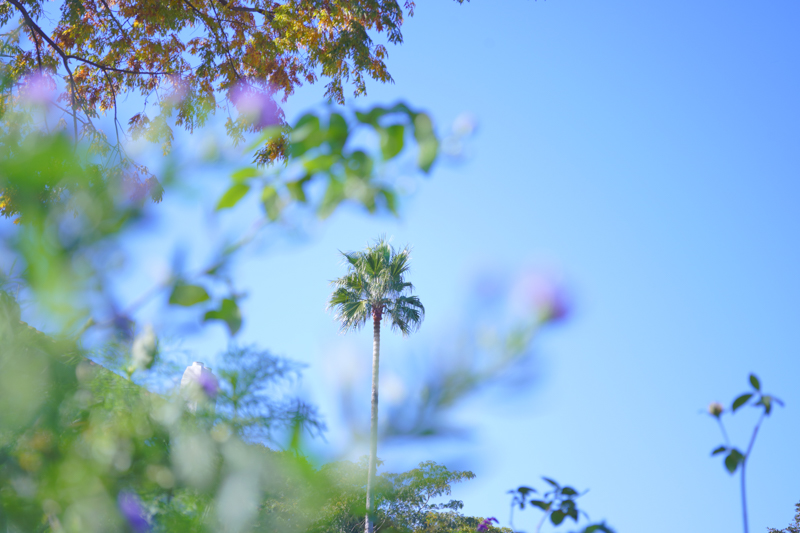 α7C / FE 28-60mm F4-5.6 / 60mm / マニュアル露出（1/125秒・F5.6） / ISO 100