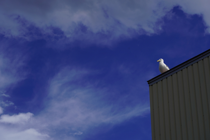 α7 III / FE 24-105mm F4 G OSS / 68mm / 絞り優先（1/3,200秒・F5.6・-0.7EV） / ISO 100