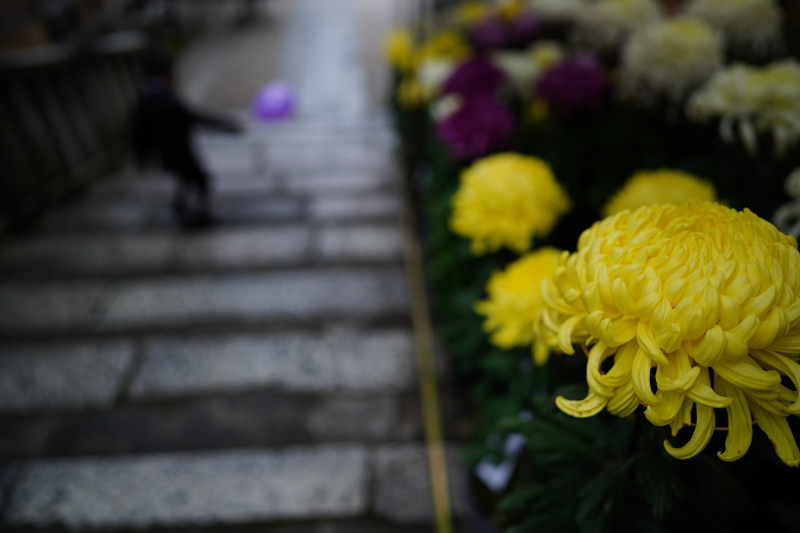 α7 III / FE 24mm F1.4 GM / 24mm / 絞り優先（1/500秒・F1.4・-0.3EV） / ISO 100