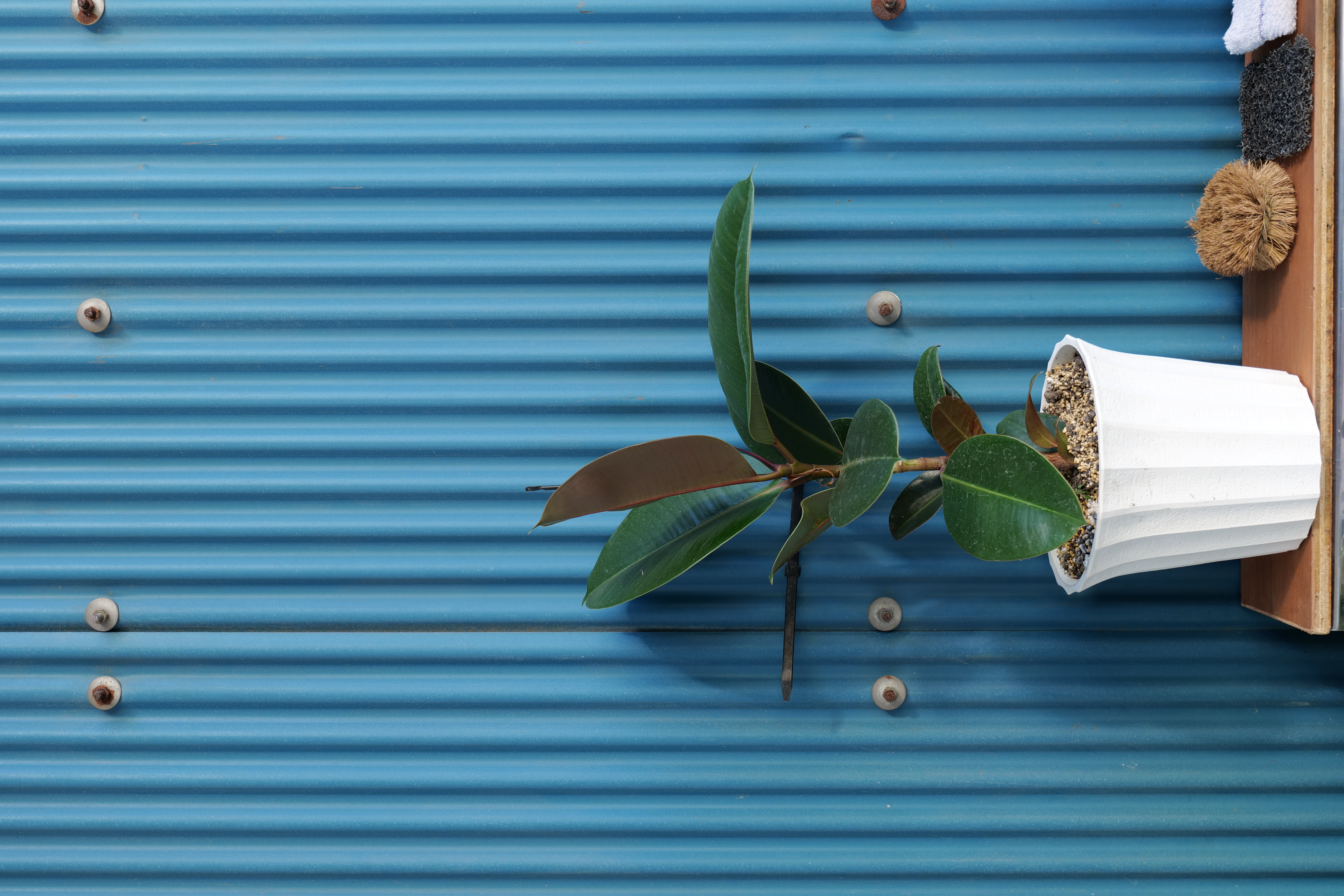 <span class="fnt-85">Panasonic LUMIX S5 / LUMIX S 20-60mm F3.5-5.6（46mm） / プログラムAE（F6.3・1/60秒・±0EV） / ISO 320</span>