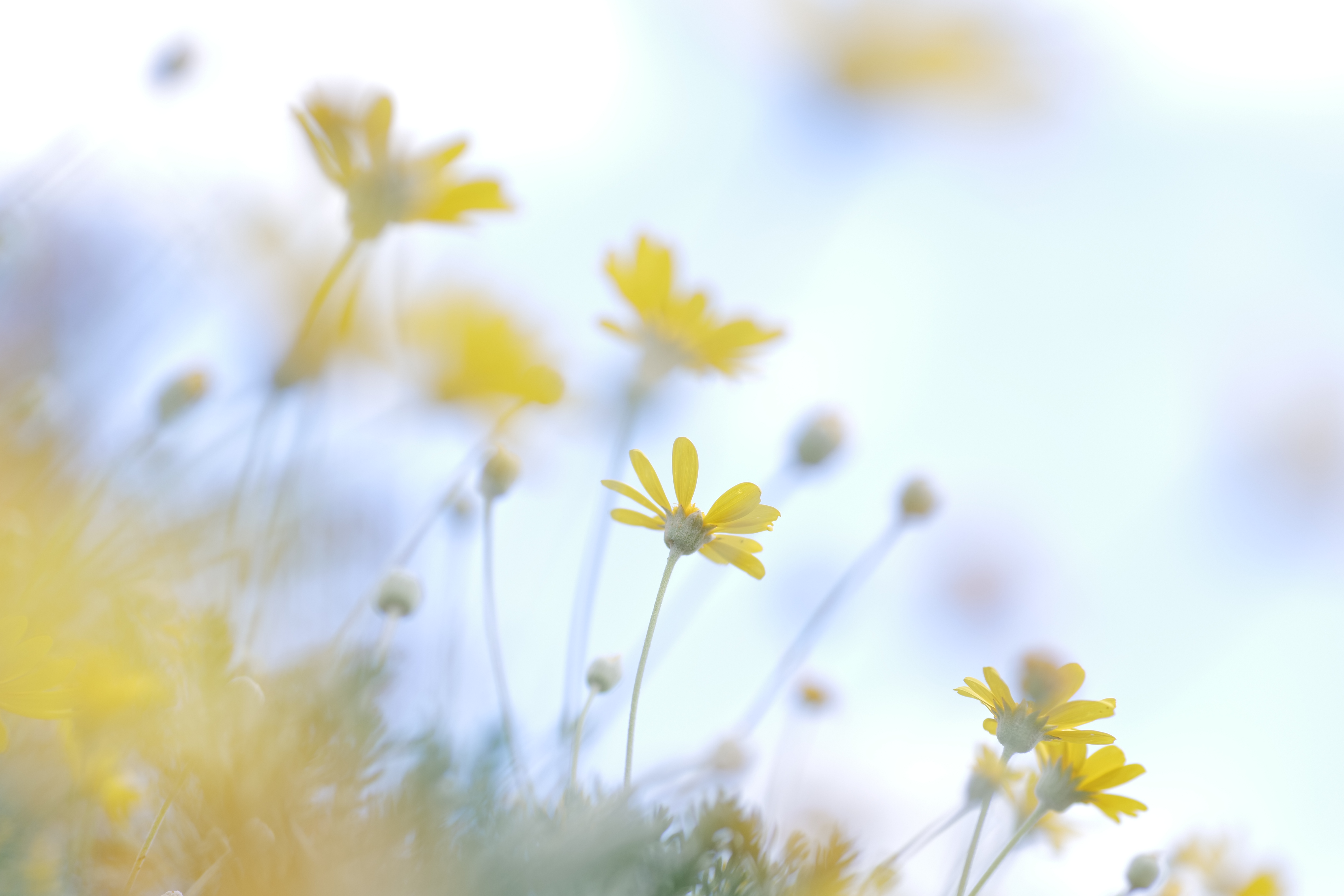 <span class="fnt-85">Panasonic LUMIX S5 / LUMIX S 85mm F1.8 / プログラムAE（F2.8・1/800秒・+2.3EV） / ISO 400</span>