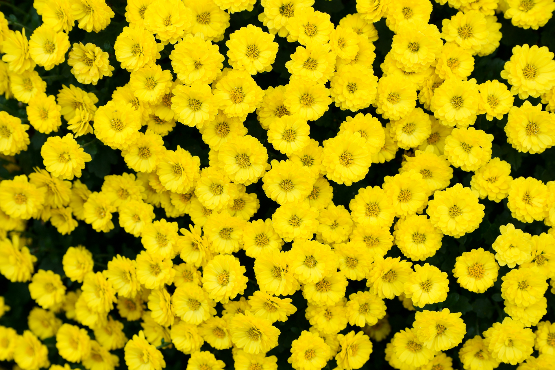 画面中心は素晴らしくシャープだけど、絞っても画面四隅は少し画質が落ちます。至近距離での撮影だからでしょうか。開示されているMTFの印象に近いですね。個人的には文献の複写でもしない限りは問題はないと考えます。手ブレ補正はしっかり機能しています。<br>α7C　28-75mm F2.8 SAM+LA-EA5（F8・1/60秒）ISO 100　75mm