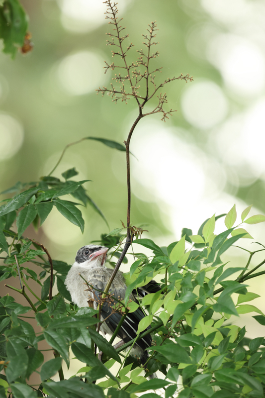 RF600mmは都市の景観を強調したり、街中にいる鳥に迫ることで、これまでとは違う側面から街を見つめられる。5段分の手ブレ補正や軽量性のおかげで三脚を使用せずに自由な視点で手持ち撮影する方が断然撮りやすいしチャンスが広がる。その点でまさにスナップ的だ。超望遠レンズを装着してることを忘れさせる軽さが、撮影意欲につながる(撮影・キャプション:鶴巻育子)<br><font color=gray><span class="fnt-85">EOS R6 / RF600mm F11 IS STM / 600mm / 絞り優先AE(F11・1/30秒・+0.7EV) / ISO 2000 / WB:太陽光</font></span>