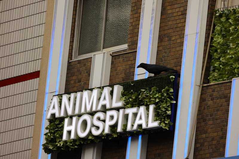 カラスと看板との対比。東京はカラスが多く、このレンズを持って東京を歩いてみると、よりその存在を意識するようになる（撮影：鶴巻育子）<br><font color=gray><span class="fnt-85">EOS R6 / RF600mm F11 IS STM / 800mm / 絞り優先AE（F11・1/640秒・-0.3EV） / ISO 3200 / WB:日陰</font></span>