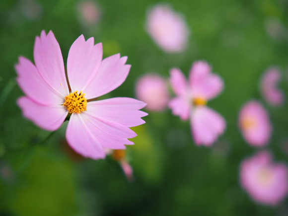 オリンパスZUIKOレンズ 写真家インタビュー】開放F1.2でしっかりした