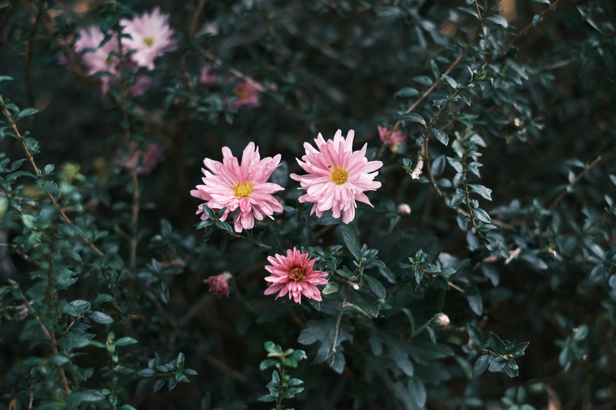 クラシックネガ<span class="fnt-85">（X-Pro 3＋XF35mmF1.4 R）</span>