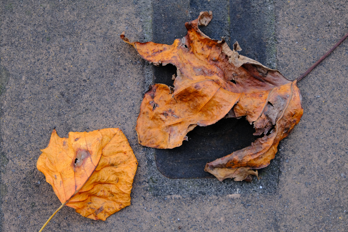 Velvia［デフォルト設定］<br><span class="fnt-85">X-T3＋XF18-55mmF2.8-4 R LM OIS</span>