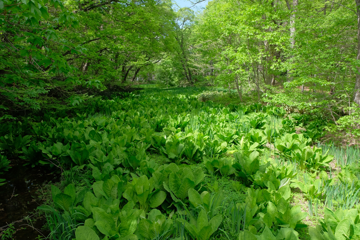 PROVIA<br><span class="fnt-85">X-H1＋XF16-55mmF2.8 R LM WR</span>