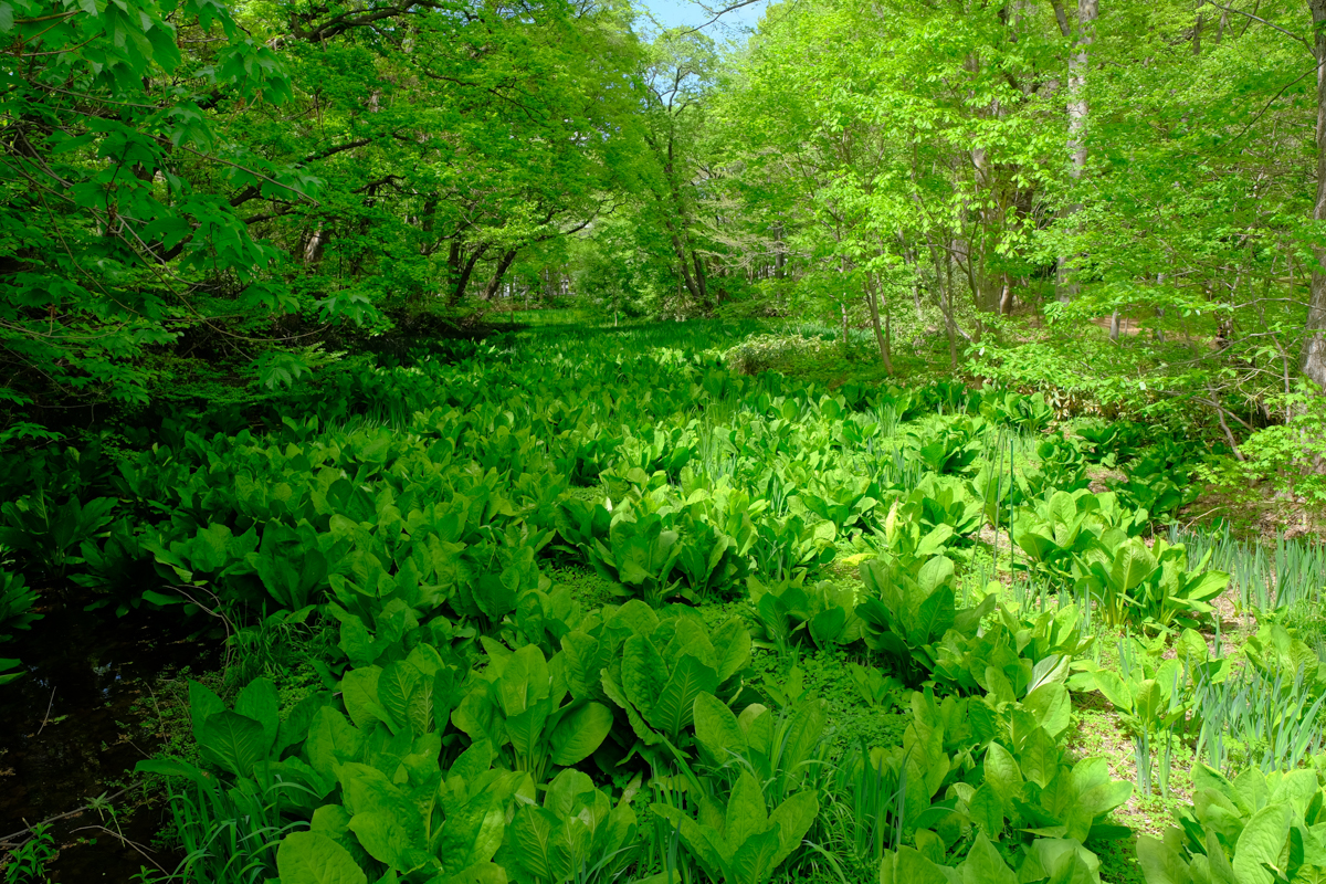 Velvia<br><span class="fnt-85">左に同じ</span>