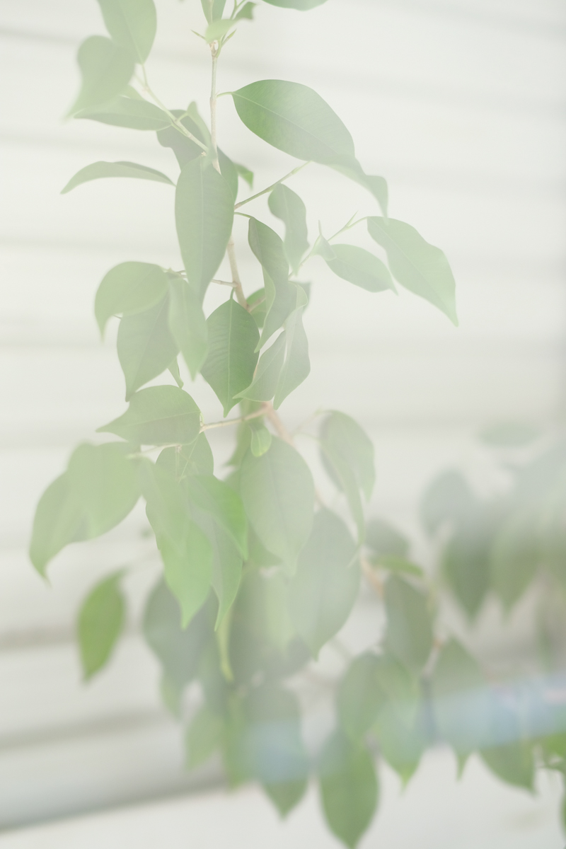 PRO Neg. std［ハイキー］<br><span class="fnt-85">X-H1＋XF50mmF1.0 R WR</span>