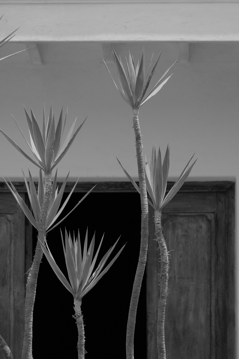 モノクロ<br><span class="fnt-85">左に同じ</span>