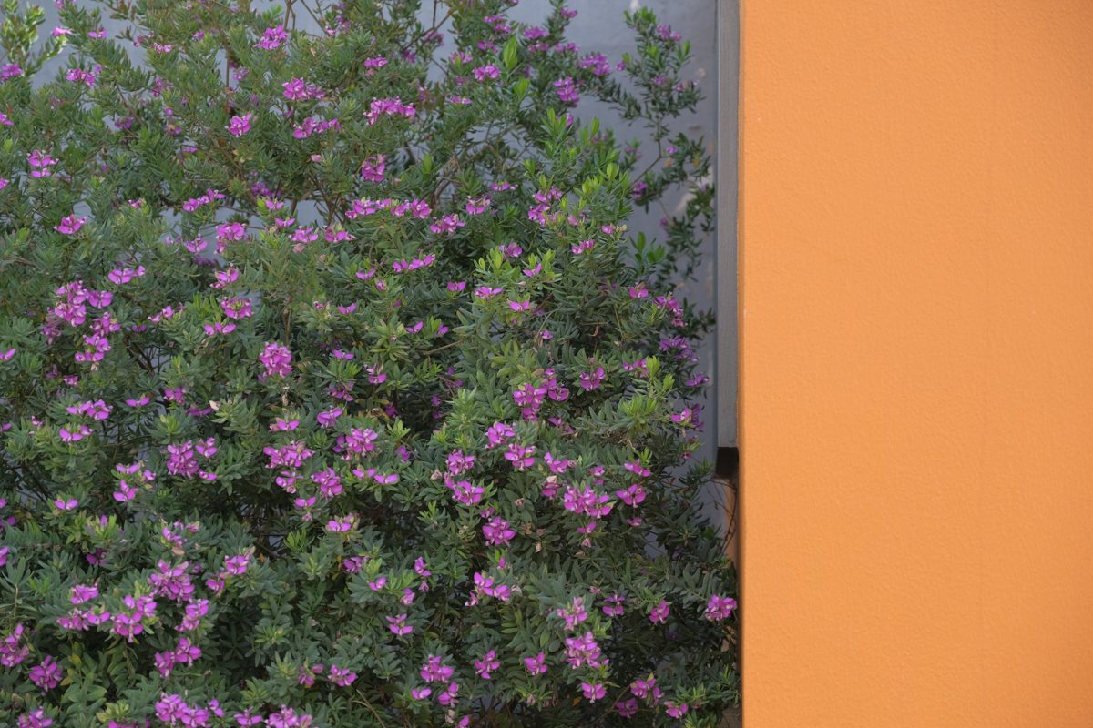 PRO Neg.Std［カスタム設定を反映］<br><span class="fnt-85">左に同じ</span>